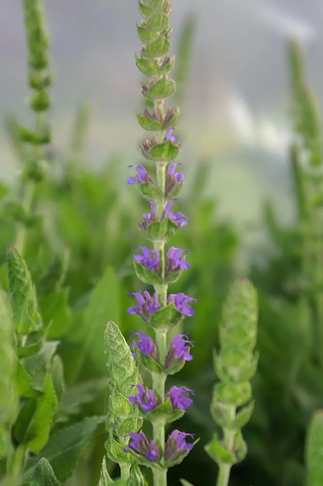 East Friesland Meadow Salvia (Salvia Nemorosa 'East Friesland') — Attracting butterflies and bees, this drought-tolerant plant thrives in full sun and