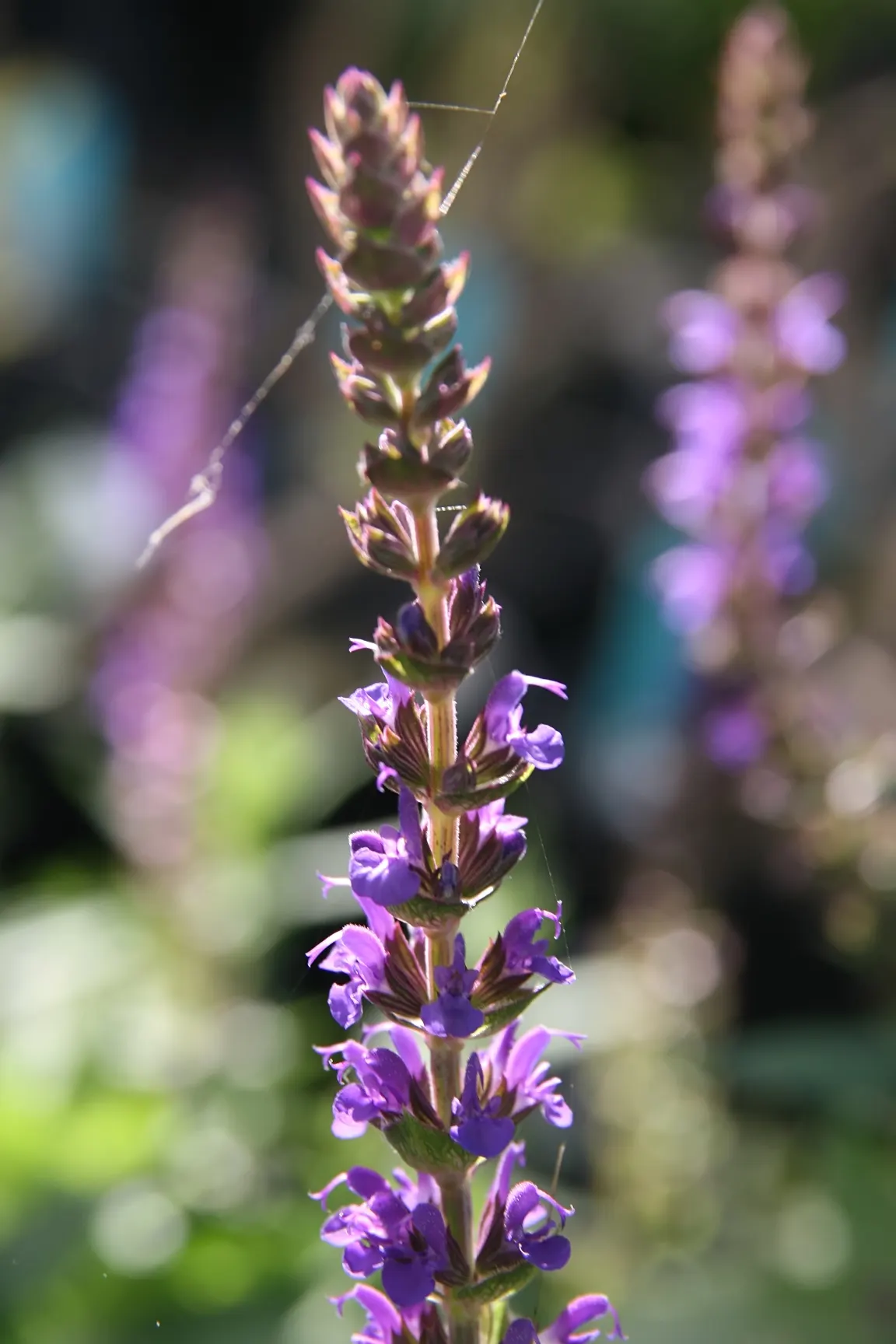 East Friesland Meadow Salvia (Salvia Nemorosa 'East Friesland') — The East Friesland Meadow Salvia (Salvia nemorosa 'East Friesland') is a vibrant perennial