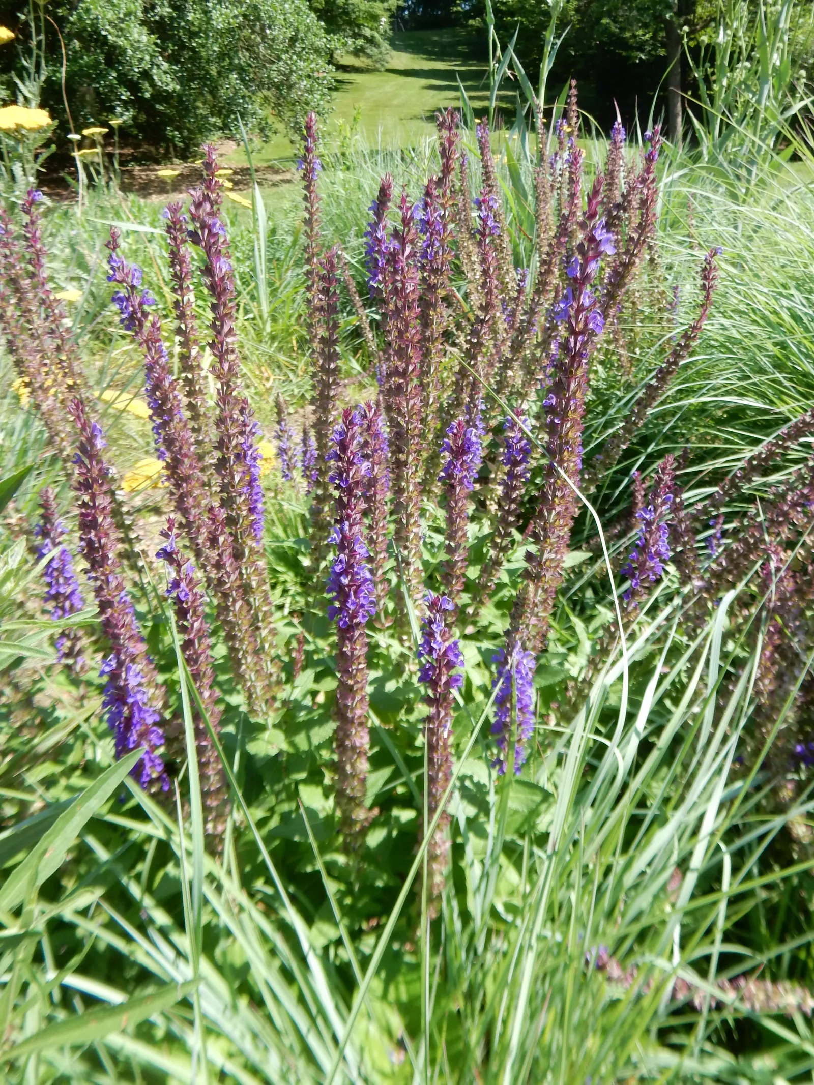 East Friesland Meadow Salvia (Salvia Nemorosa 'East Friesland') — is a vibrant perennial treasured for its profuse spikes of deep violet-purple flowers