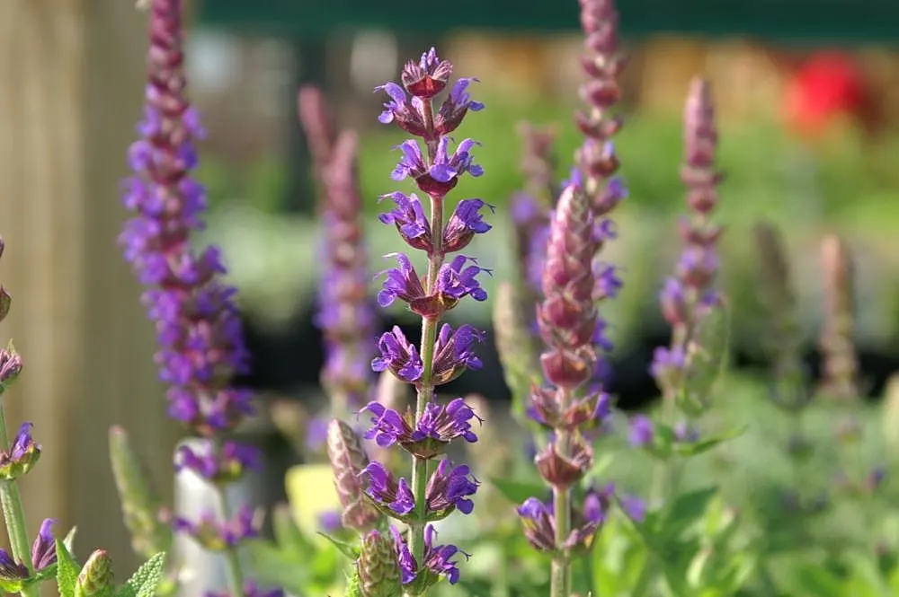 East Friesland Meadow Salvia (Salvia Nemorosa 'East Friesland') — Its striking color and hardiness make it ideal for borders and accent planting