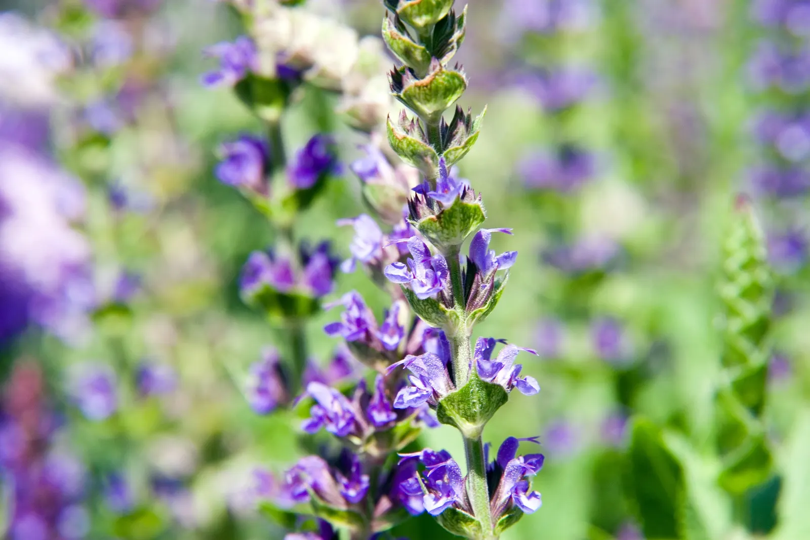 East Friesland Meadow Salvia (Salvia Nemorosa 'East Friesland') — It reaches a compact size of about 18 inches in height and 12 to 18 inches in width