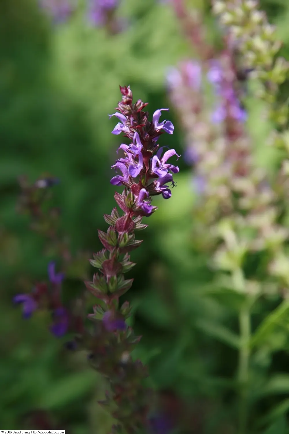 East Friesland Meadow Salvia (Salvia Nemorosa 'East Friesland') — commonly referred to as East Friesland Meadow Sage