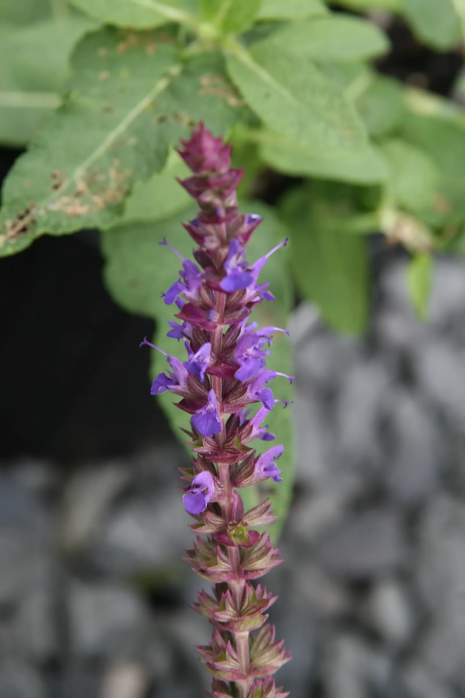 East Friesland Meadow Salvia (Salvia Nemorosa 'East Friesland') — prized for its deep violet-purple spikes that bloom profusely in early to mid-summer