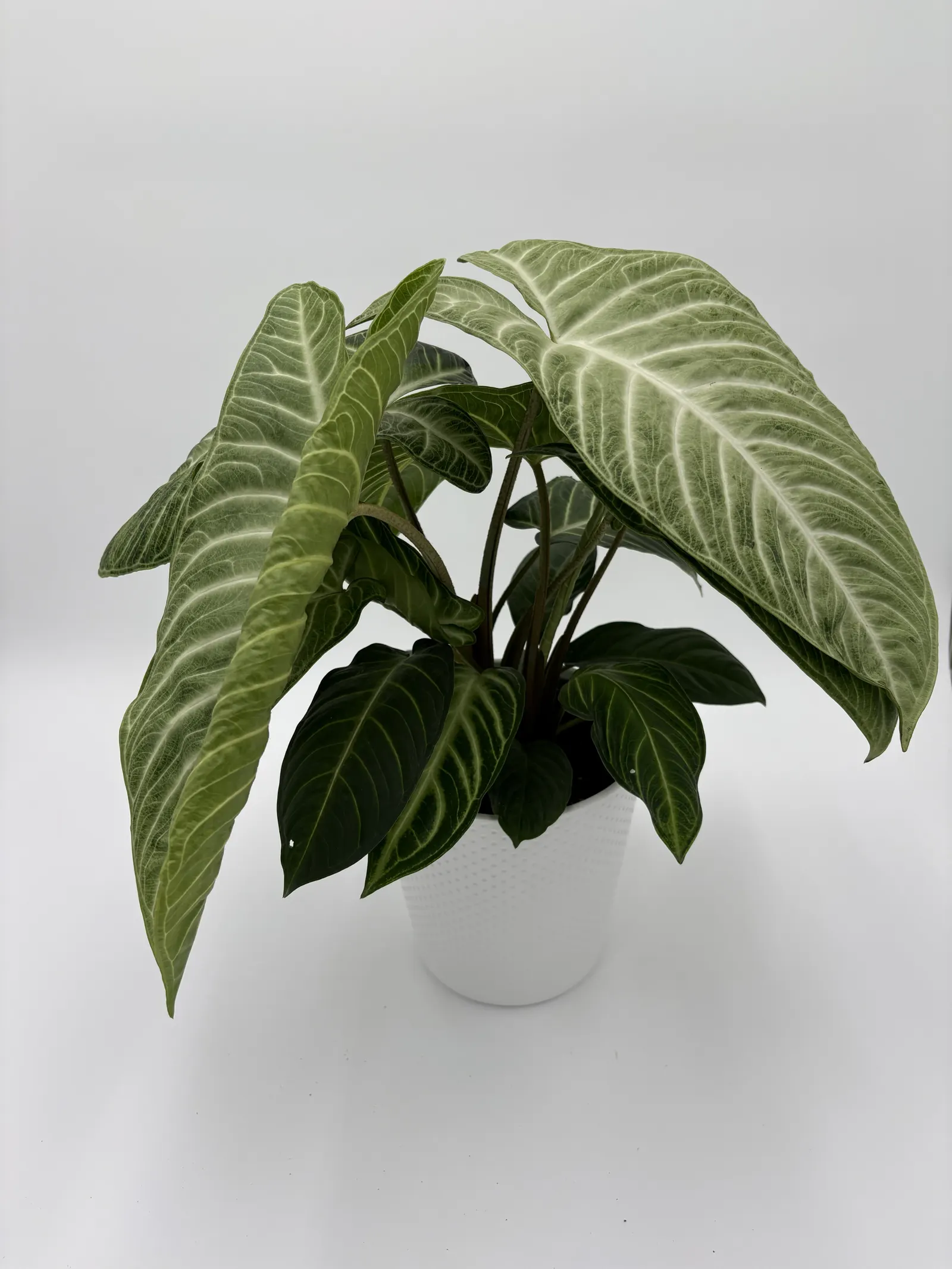 White Wash™ Zebra Plant (Aphelandra x) — Proven Winners - Wild Flora™ White Wash™ - Zebra Plant - Aphelandra x plant details, information and resources