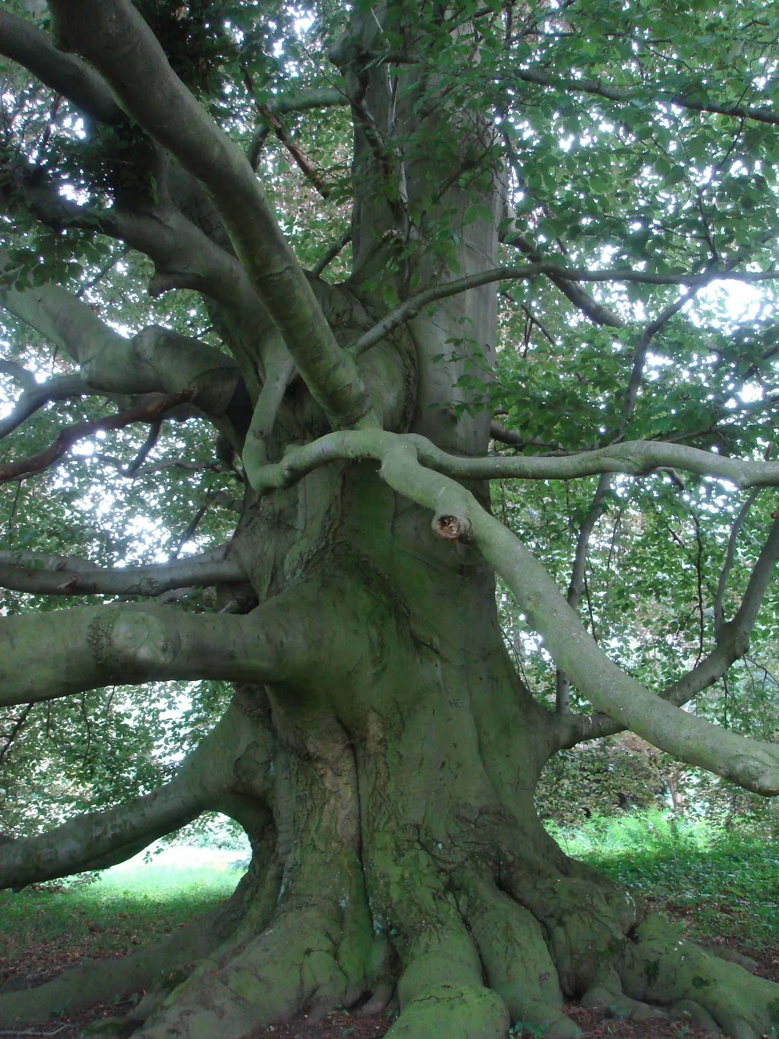 Copper Beech (Fagus Sylvatica F. Purpurea) — rounded canopy add year-round interest.<br><br>Maintenance for the Copper Beech is minimal
