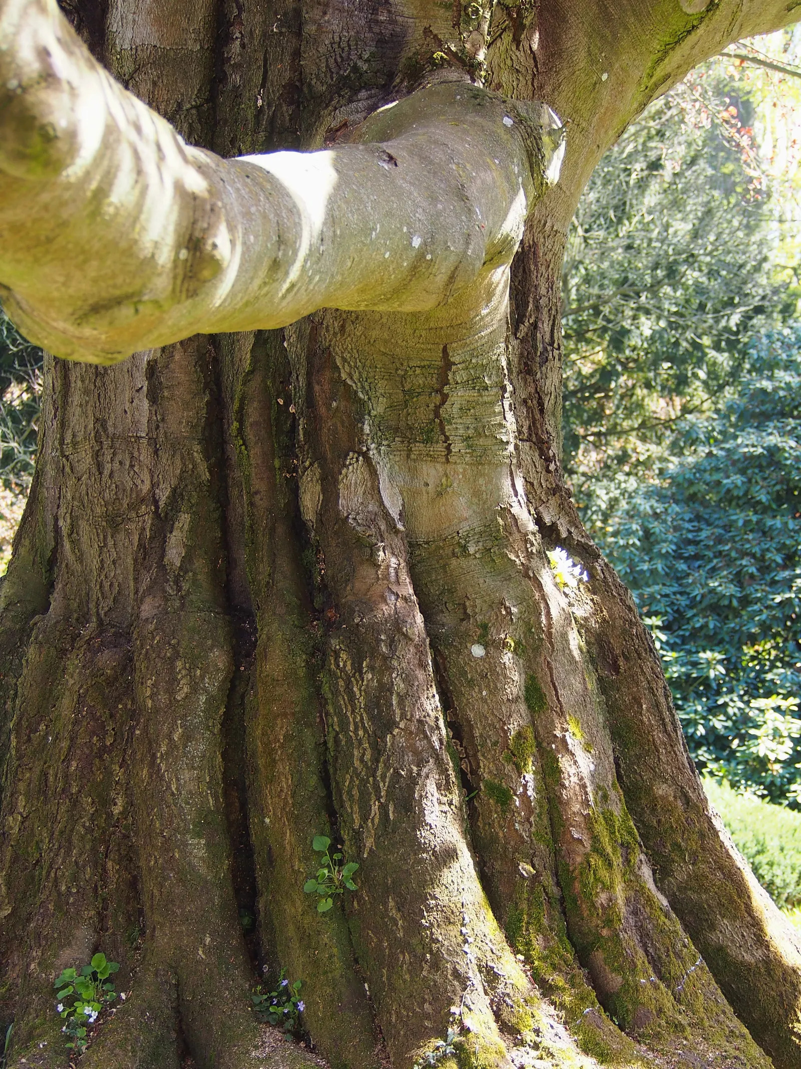 Copper Beech (Fagus Sylvatica F. Purpurea) — consider companion plants that complement its rich foliage