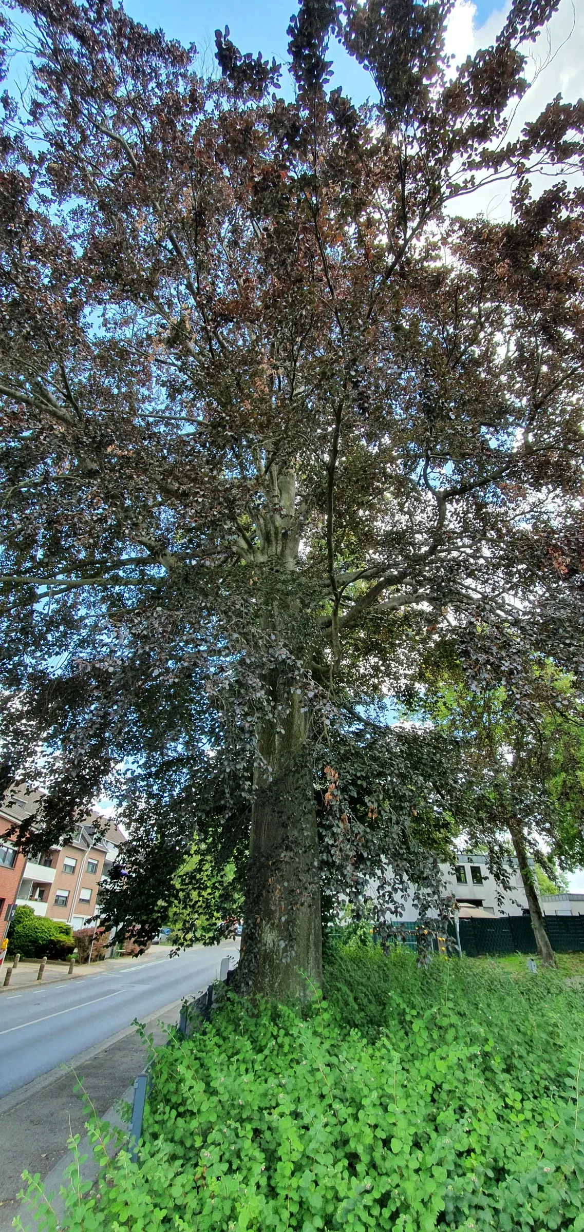 Copper Beech (Fagus Sylvatica F. Purpurea) — purpurea, is a striking deciduous tree reaching up to 60-80 feet tall with a spread of 40-60 feet