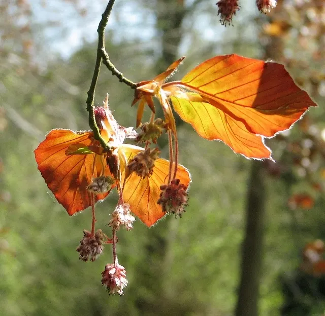 Copper Beech (Fagus Sylvatica F. Purpurea) — making it a desirable choice for both public areas and private gardens; the Copper Beech, Fagus, image 86