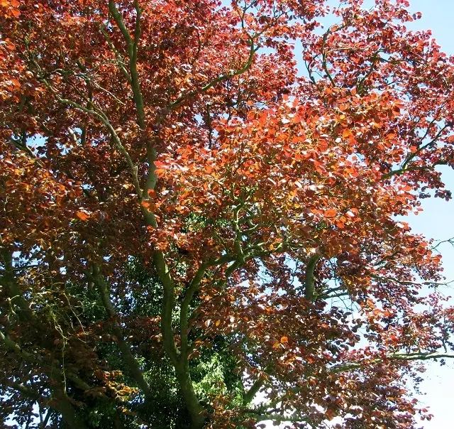 Copper Beech (Fagus Sylvatica F. Purpurea) — It is recognized for its distinctive copper-colored foliage; purpurea, is an ornamental cultivar of, image 54