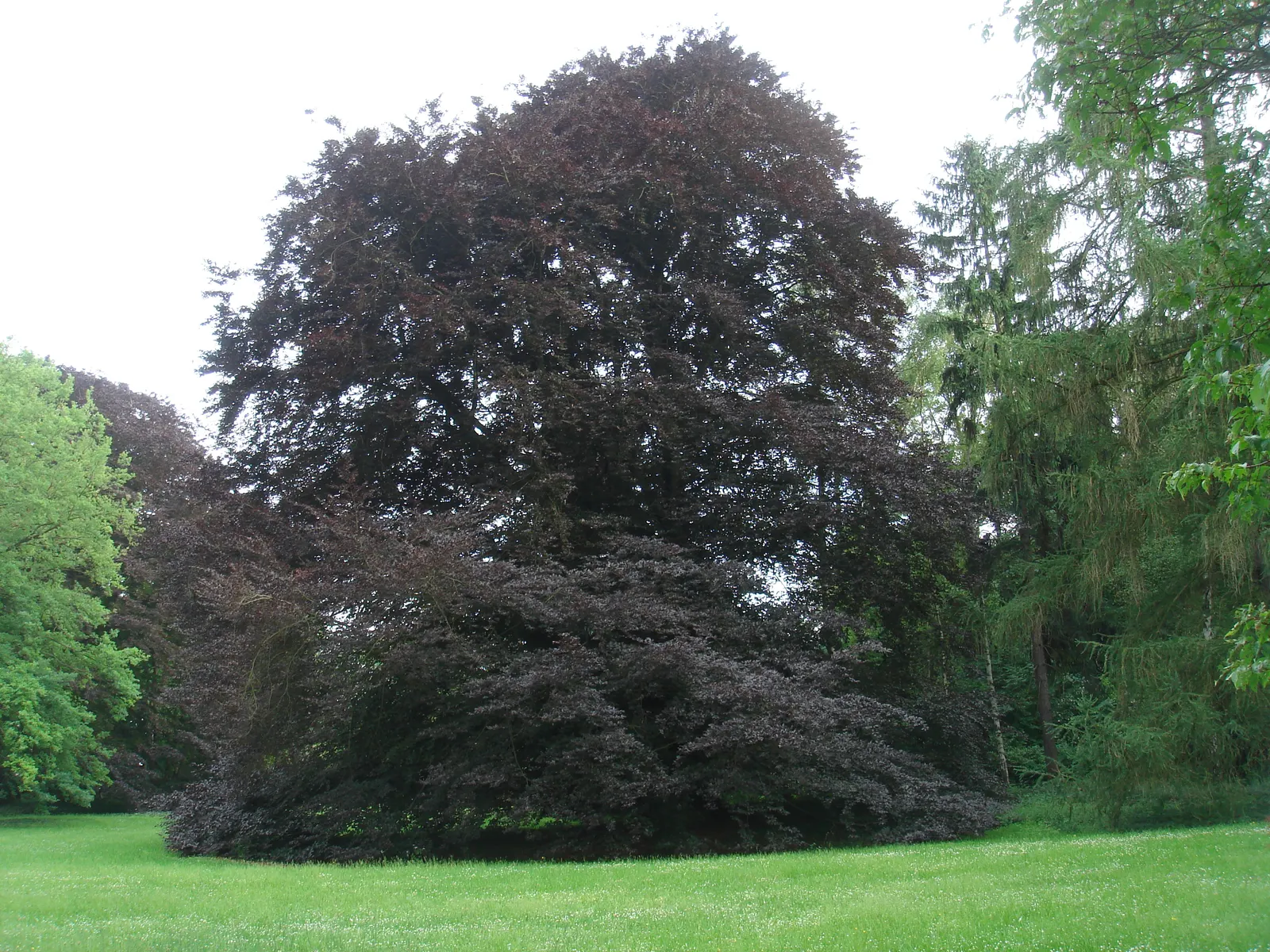 Copper Beech (Fagus Sylvatica F. Purpurea) — fertile soils with a slightly acidic to neutral pH and thrives in full sun to partial shade