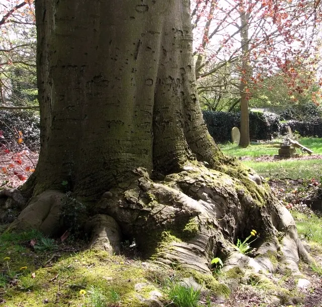 Copper Beech (Fagus Sylvatica F. Purpurea) — such as understory shrubs with lighter green or variegated leaves; the Copper Beech, or Fagus, image 90