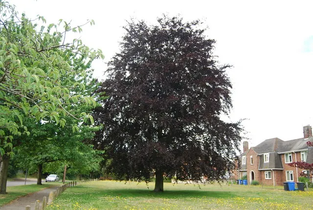 Copper Beech (Fagus Sylvatica F. Purpurea) — fertile soils with a slightly acidic to neutral pH and thrives in full sun to partial shade, image 35