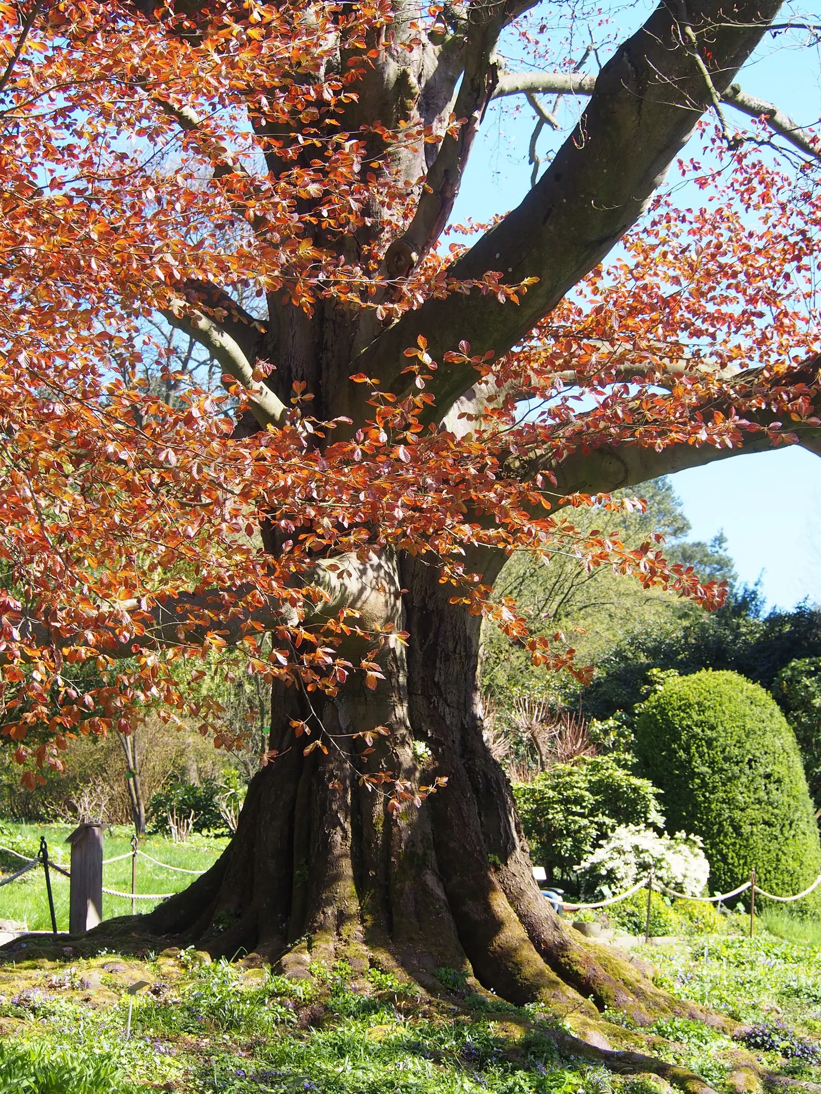 Copper Beech (Fagus Sylvatica F. Purpurea) — gray bark and low-branching