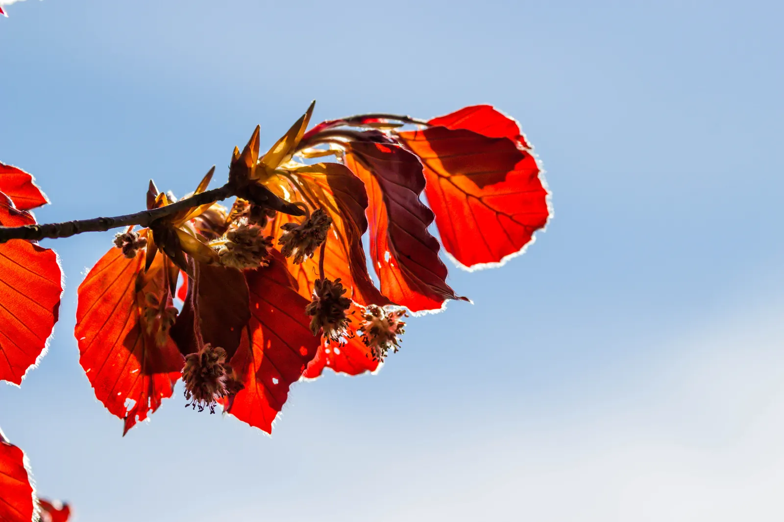 Copper Beech (Fagus Sylvatica F. Purpurea) — creating a dynamic and aesthetically pleasing garden design; ensure adequate space is provided for the root system