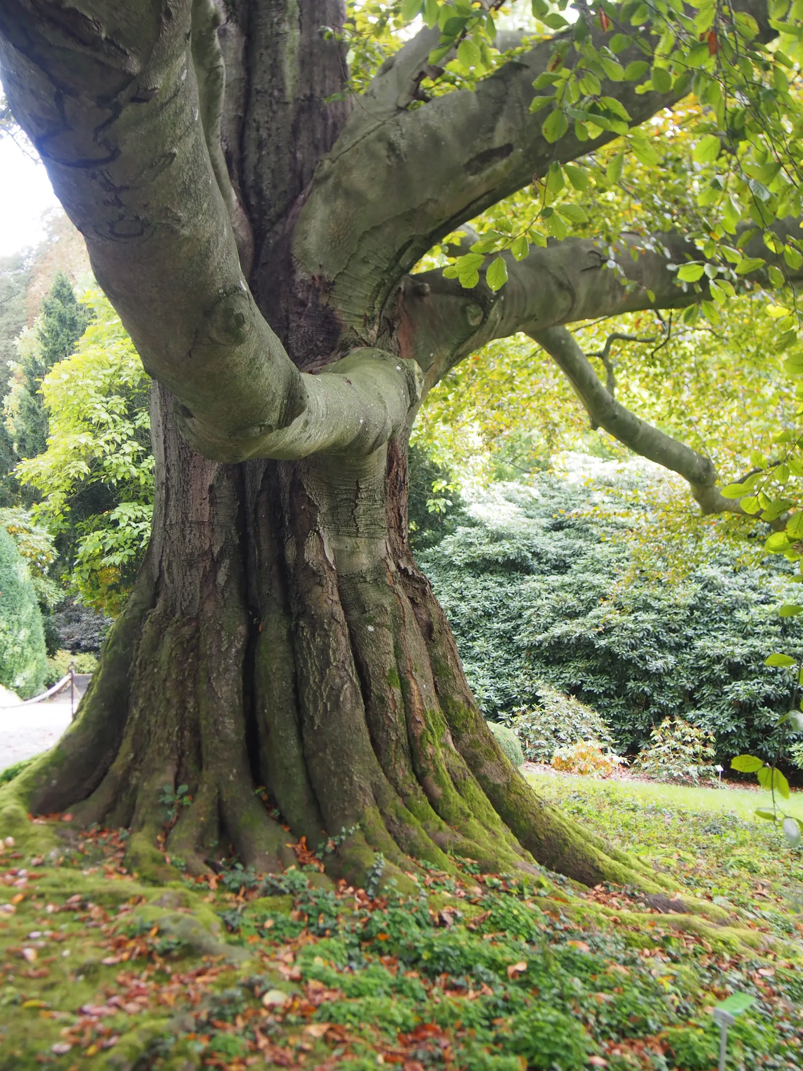 Copper Beech (Fagus Sylvatica F. Purpurea) — keeping in mind the mature size of the tree