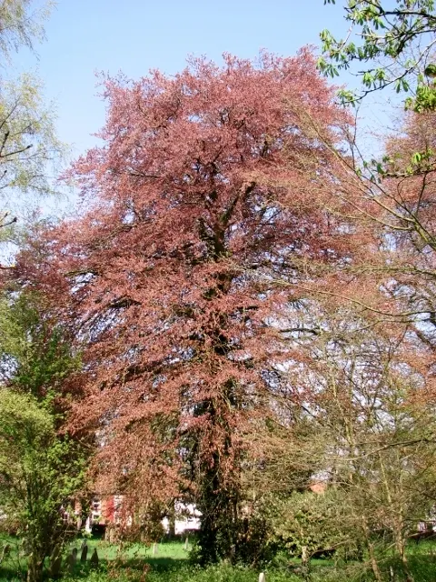 Copper Beech (Fagus Sylvatica F. Purpurea) — rounded canopy add year-round interest.<br><br>Maintenance for the Copper Beech is minimal; making it, image 85