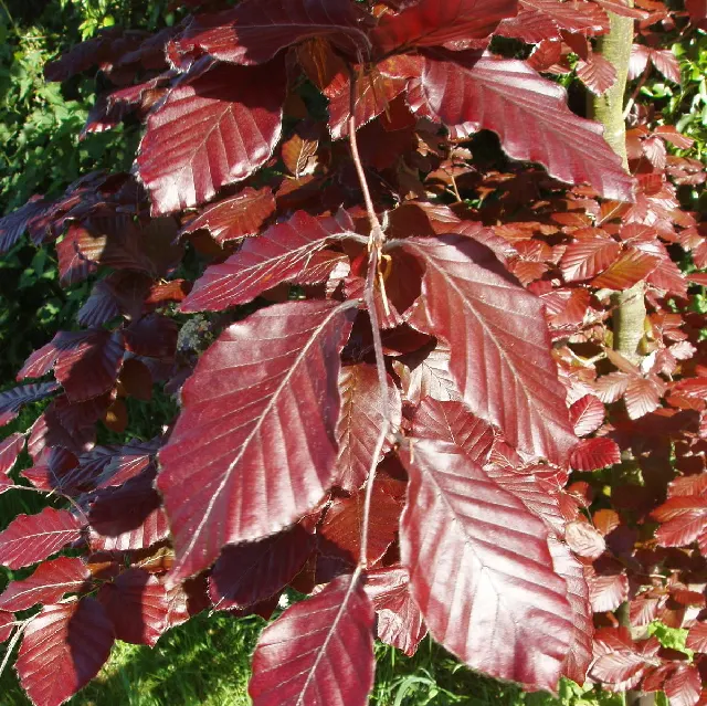 Copper Beech (Fagus Sylvatica F. Purpurea) — creating a dynamic and aesthetically pleasing garden design; ensure adequate space is provided for the, image 91