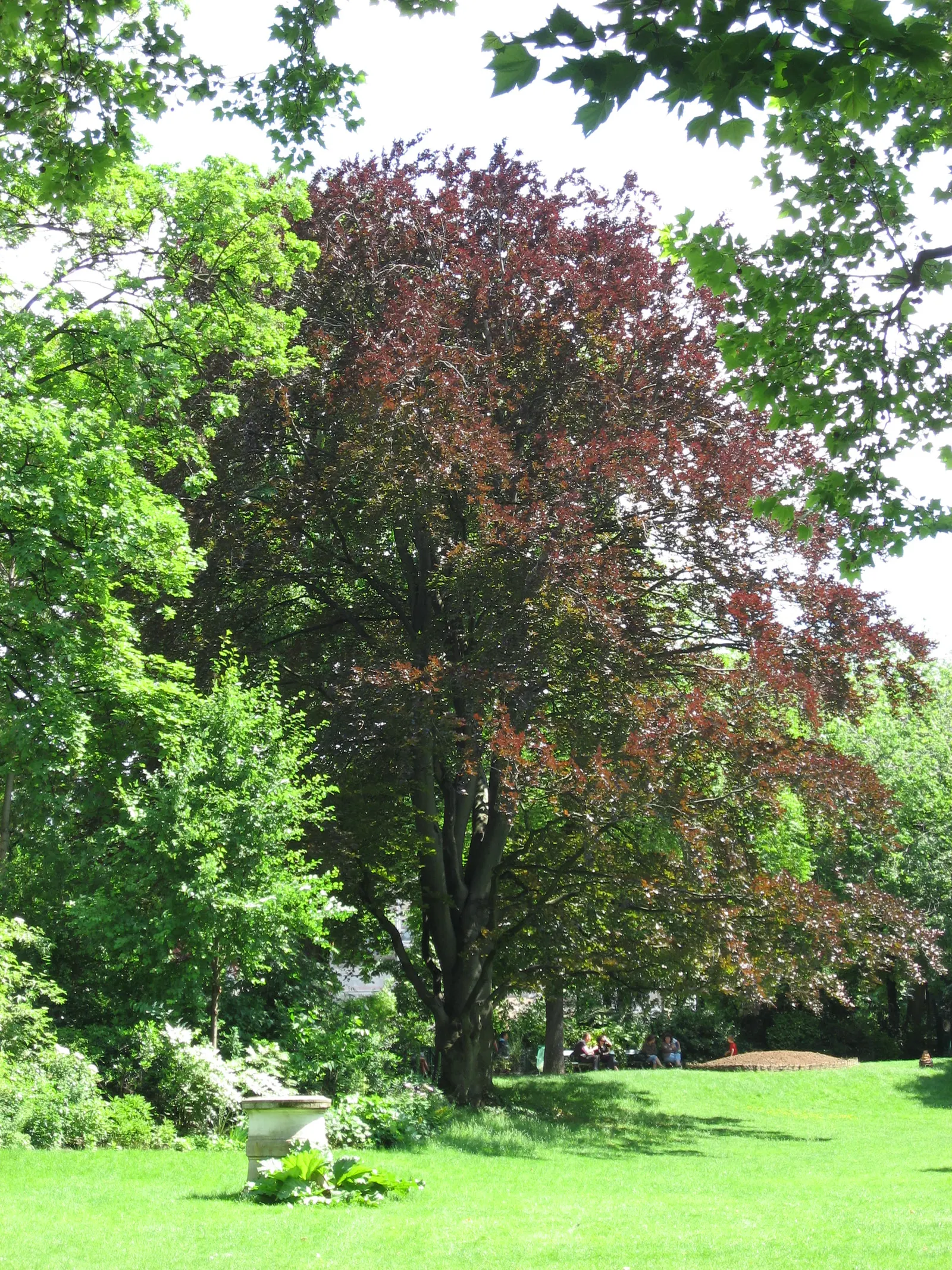 Copper Beech (Fagus Sylvatica F. Purpurea) — which emerges as a deep purple in the spring and gradually morphs into a rich coppery tone in the fall