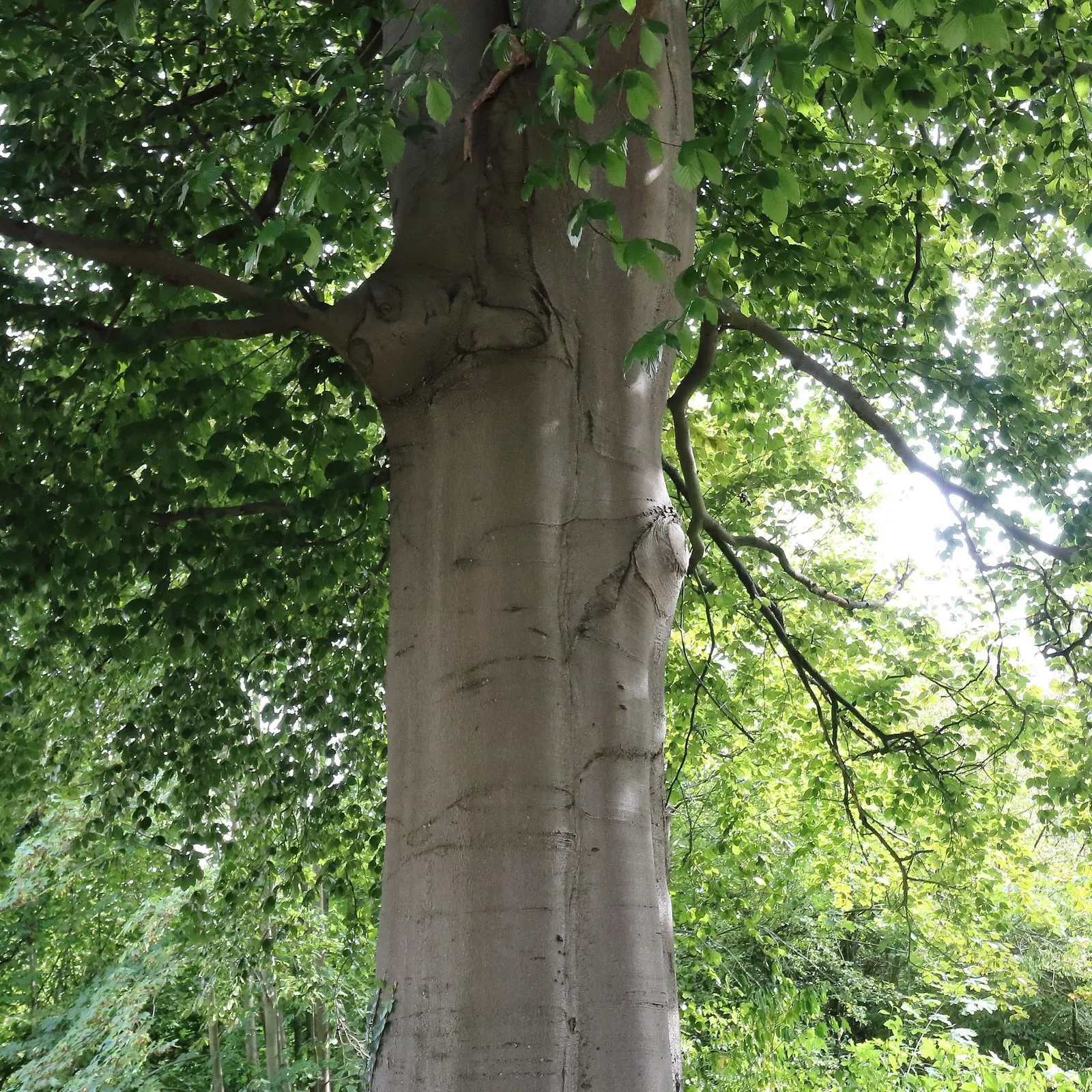 Copper Beech (Fagus Sylvatica F. Purpurea) — The Copper Beech, or Fagus sylvatica f
