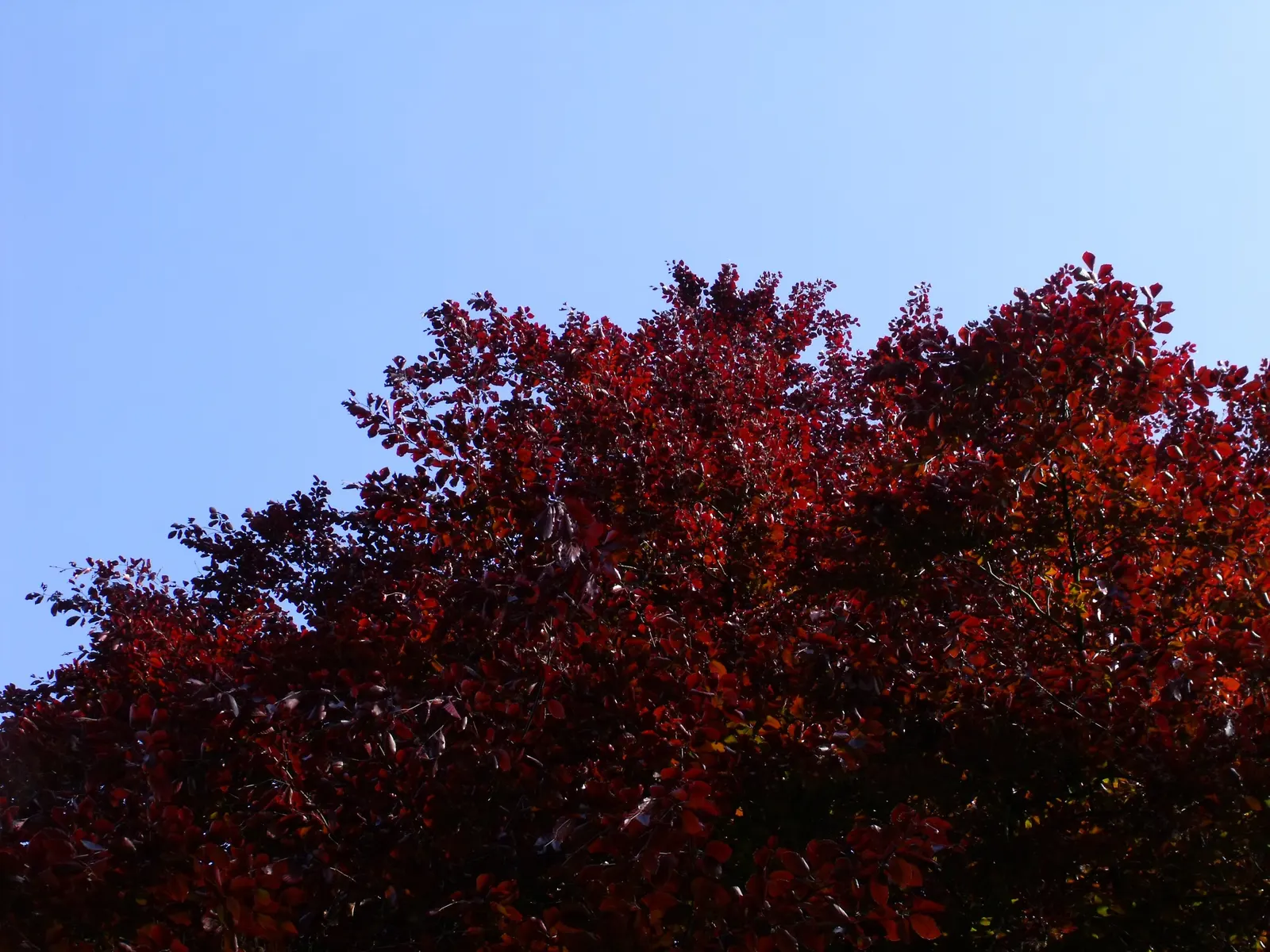 Copper Beech (Fagus Sylvatica F. Purpurea) — Ensure adequate space is provided for the root system to establish
