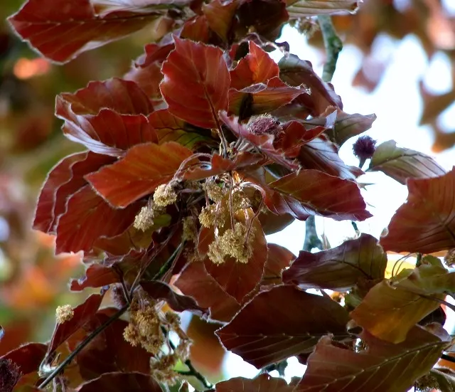 Copper Beech (Fagus Sylvatica F. Purpurea) — purpurea, is a striking deciduous tree reaching up to 60-80 feet tall with a spread of 40-60 feet, image 48