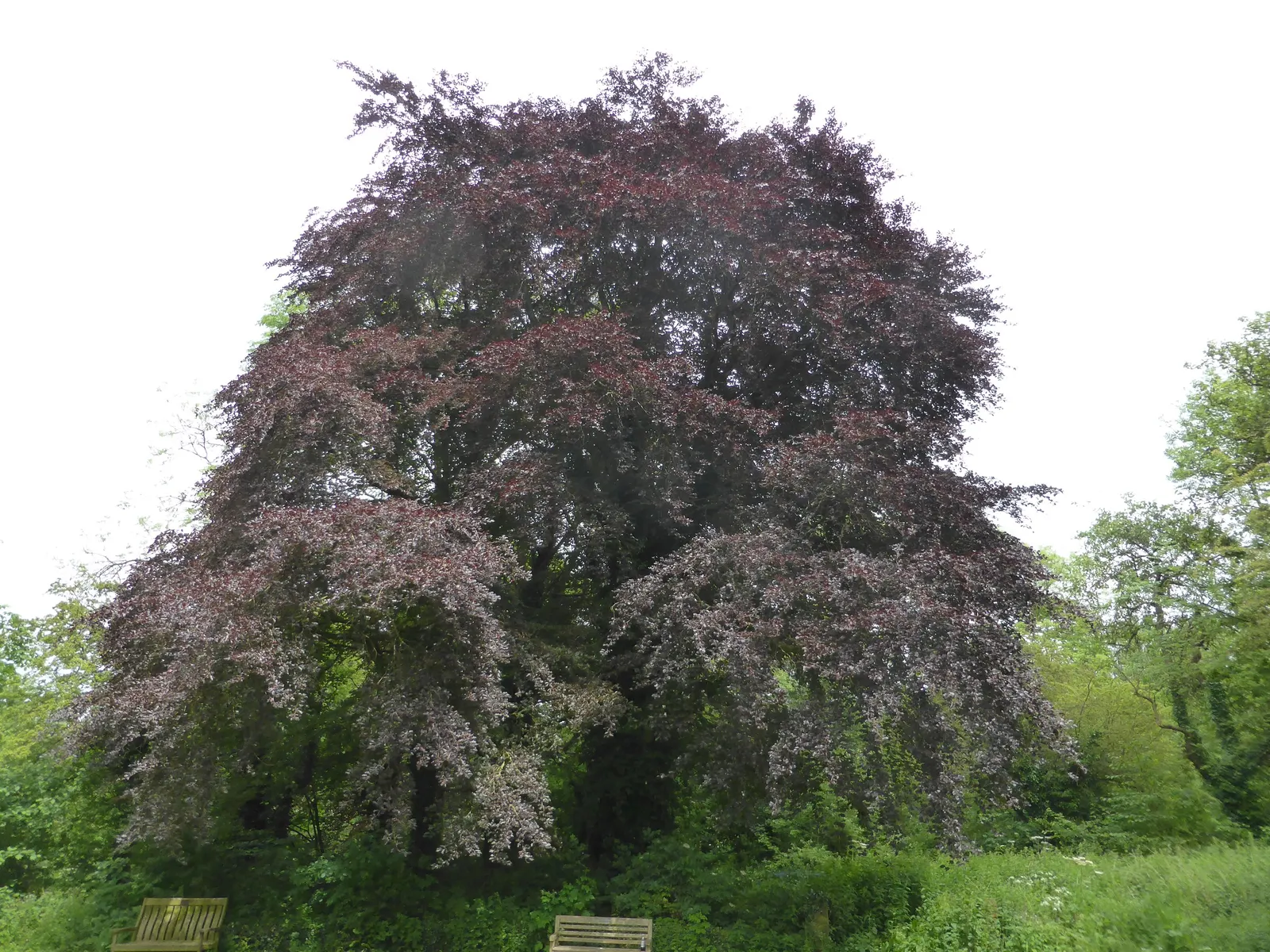 Copper Beech (Fagus Sylvatica F. Purpurea) — which emerges as a deep purple in the spring and gradually morphs into a rich coppery tone in the, image 55