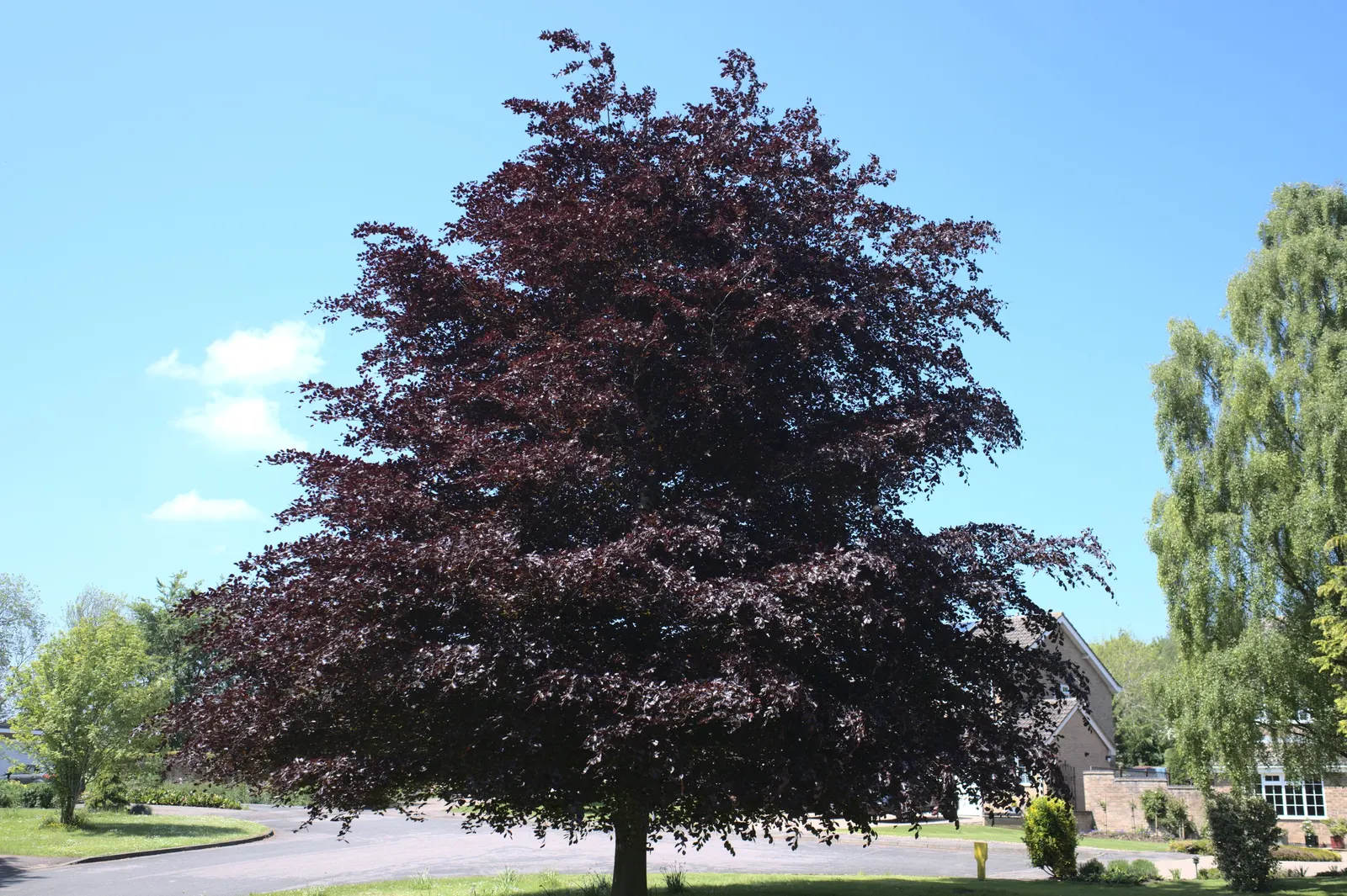 Copper Beech (Fagus Sylvatica F. Purpurea) — tree for full or half; consider companion plants that complement its rich foliage, image 92