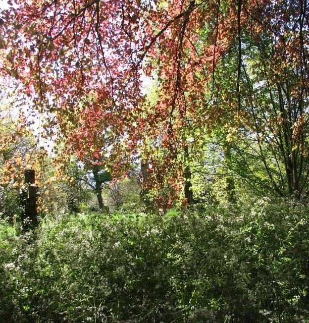Copper Beech (Fagus Sylvatica F. Purpurea) — it thrives in well-drained soil and full sun to part shade; purpurea, is a striking deciduous tree, image 96