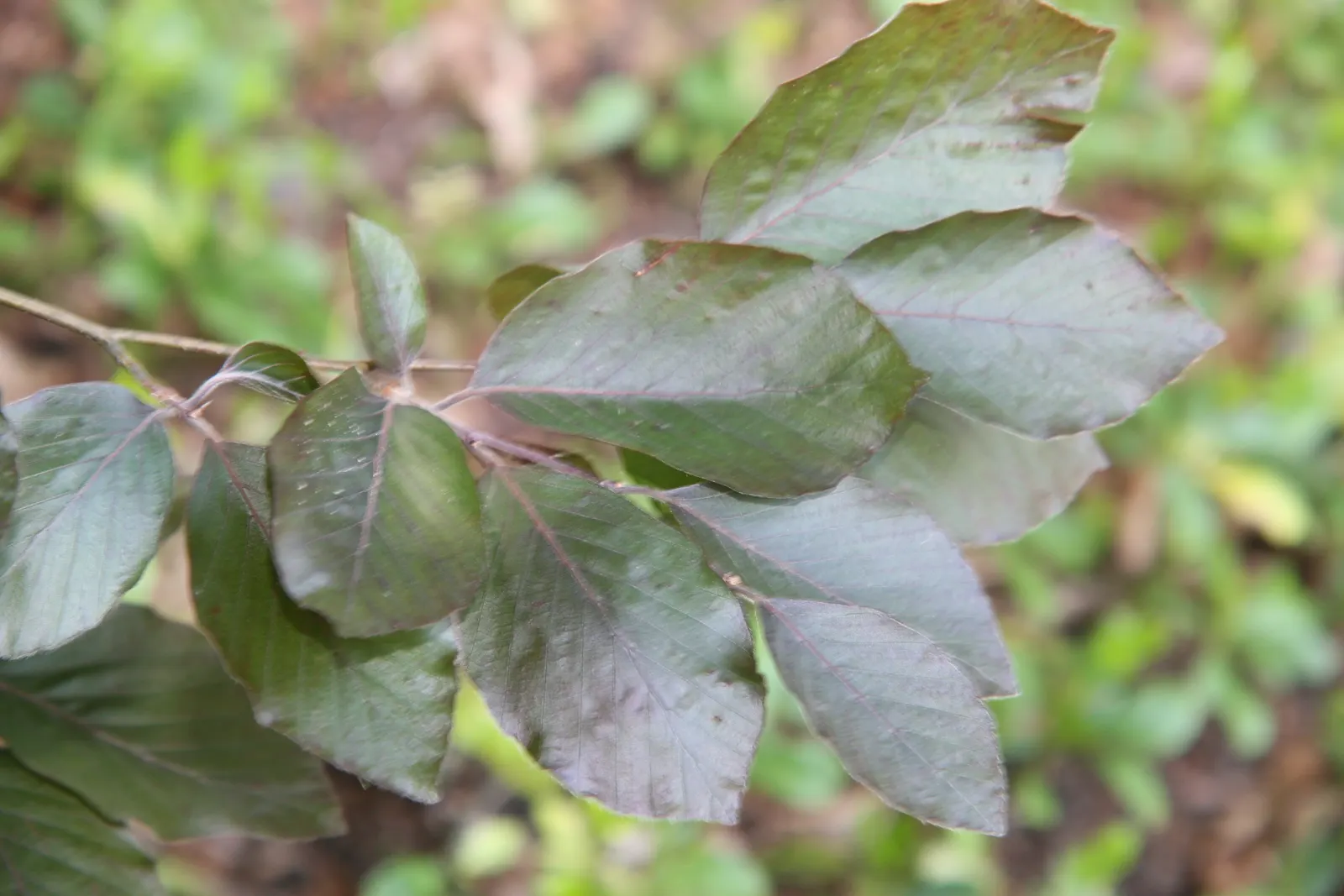 Copper Beech (Fagus Sylvatica F. Purpurea) — This majestic tree can attain a height of 50 to 60 feet with a spread of 35 to 45 feet; such as, image 56