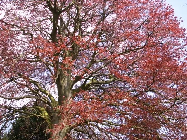 Copper Beech (Fagus Sylvatica F. Purpurea) — consider companion plants that complement its rich foliage; creating a dynamic and aesthetically, image 89