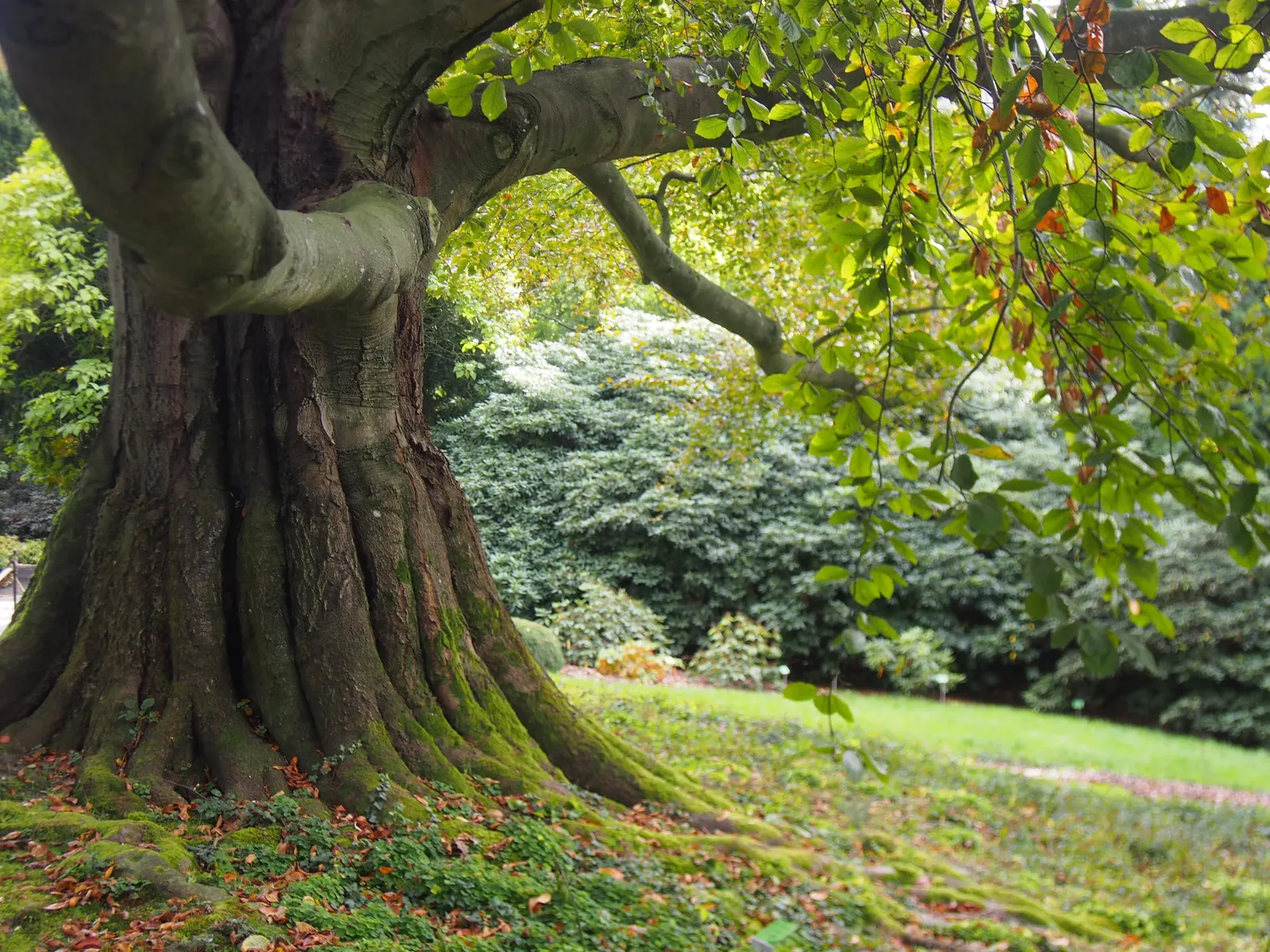Copper Beech (Fagus Sylvatica F. Purpurea) — making it a desirable choice for both public areas and private gardens
