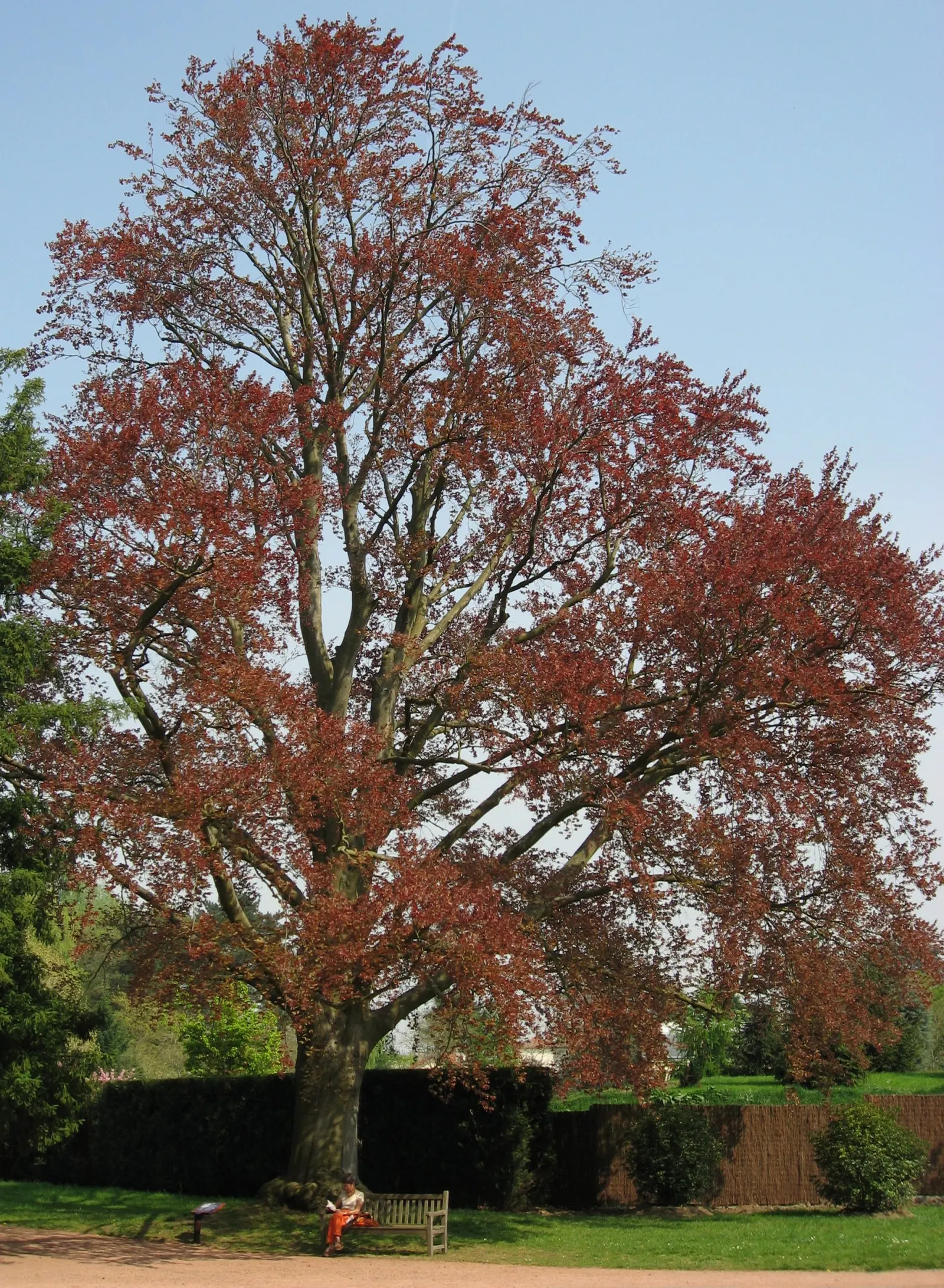 Copper Beech (Fagus Sylvatica F. Purpurea) — Its foliage is a rich purple, maturing to coppery-green; it is relatively disease-resistant, though it, image 49