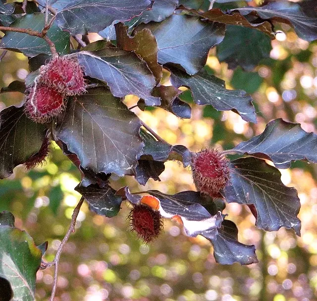Copper Beech (Fagus Sylvatica F. Purpurea) — When placing the Copper Beech in a design; gray bark and low-branching, image 88