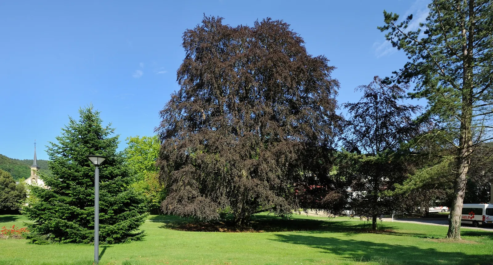 Copper Beech (Fagus Sylvatica F. Purpurea) — Its foliage is a rich purple, maturing to coppery-green; it is relatively disease-resistant, though it can be
