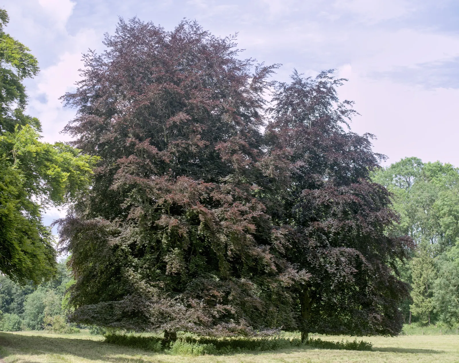 Copper Beech (Fagus Sylvatica F. Purpurea) — A standout specimen, it provides year-round interest and is ideal for larger landscapes; which emerges, image 97