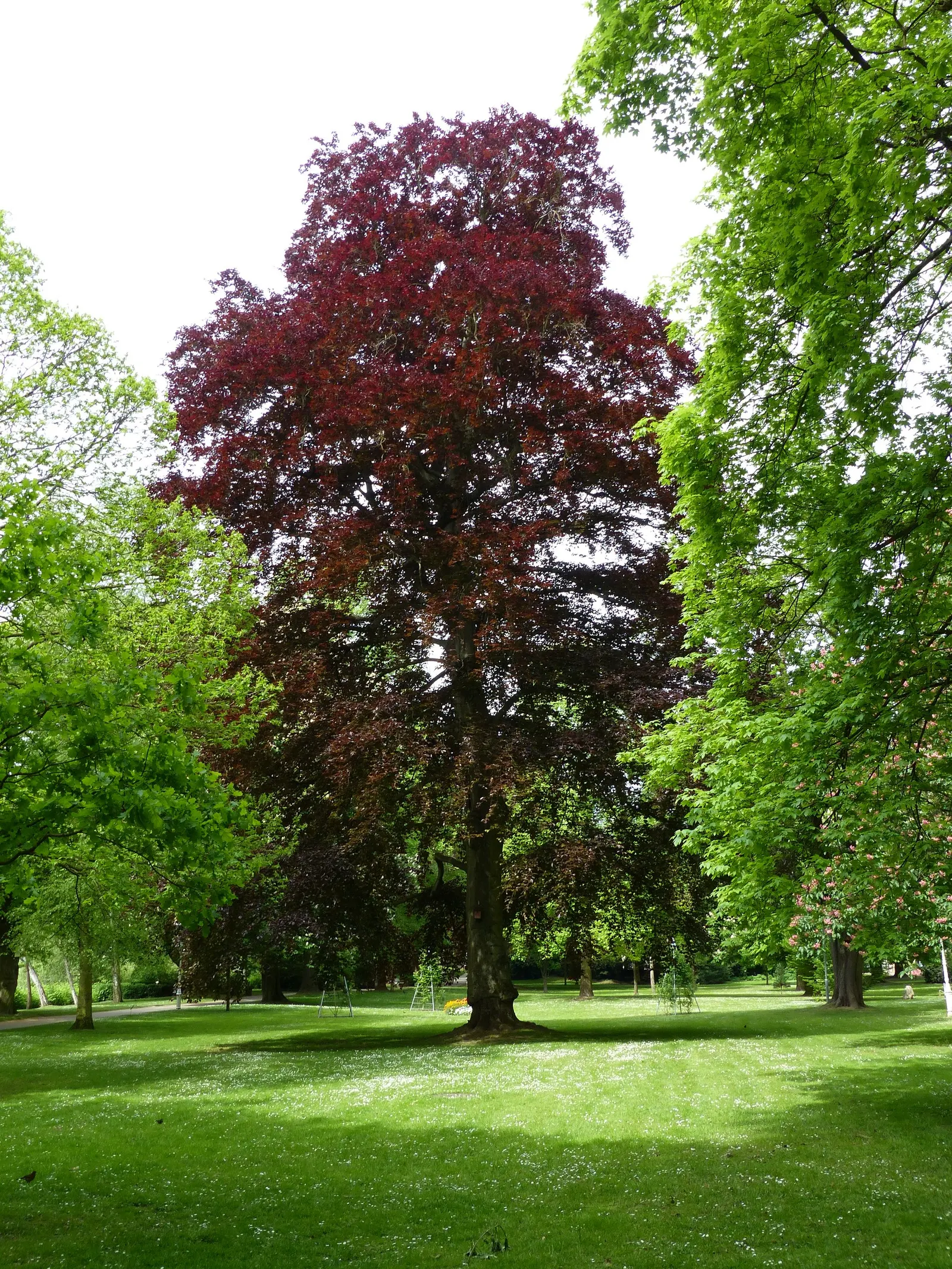 Copper Beech (Fagus Sylvatica F. Purpurea) — fertile soils with a slightly acidic to neutral pH and thrives in full sun to partial shade, image 58
