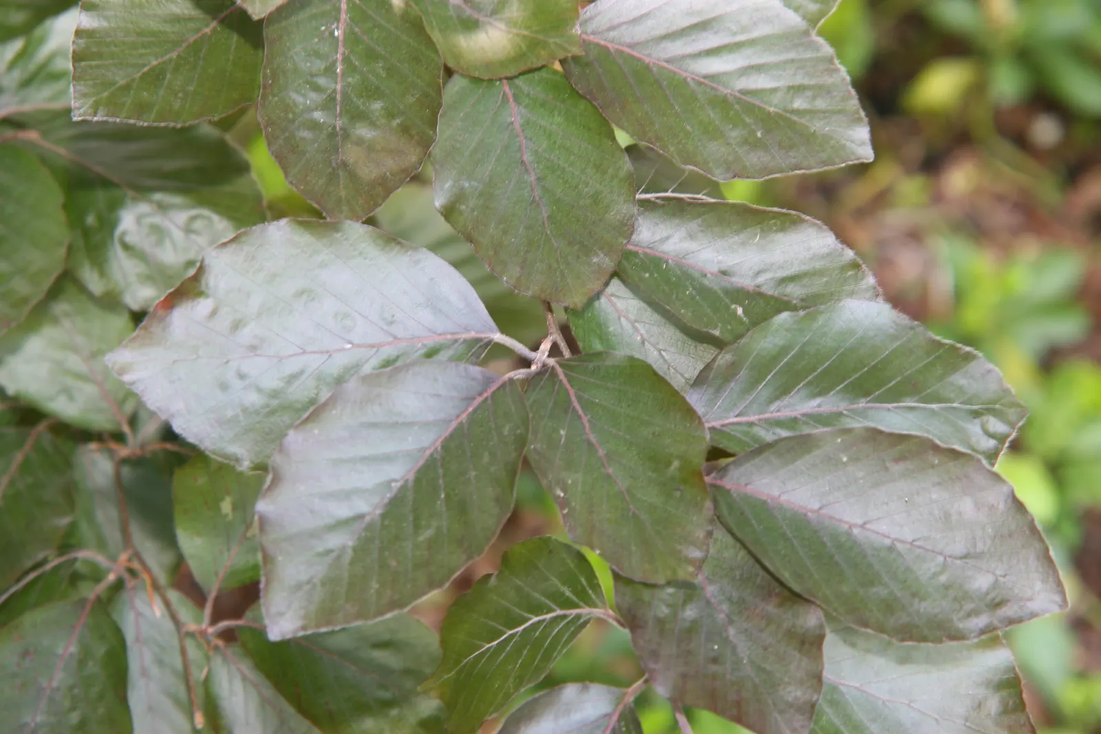 Copper Beech (Fagus Sylvatica F. Purpurea) — it's essential to account for the fact that the Copper Beech prefers well-drained; a standout, image 57