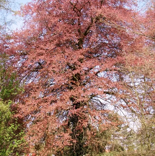 Copper Beech (Fagus Sylvatica F. Purpurea) — gray bark and low-branching; this majestic tree can attain a height of 50 to 60 feet with a spread of, image 84
