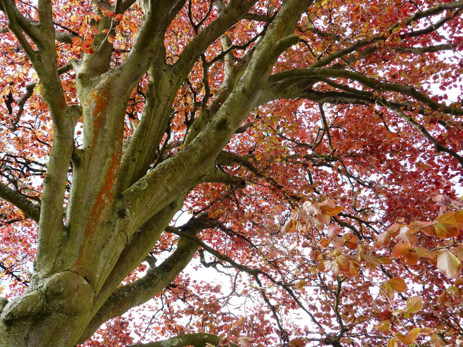 Copper Beech (Fagus Sylvatica F. Purpurea) — The Copper Beech, or Fagus sylvatica f; rounded canopy add year-round interest.<br><br>Maintenance for, image 98