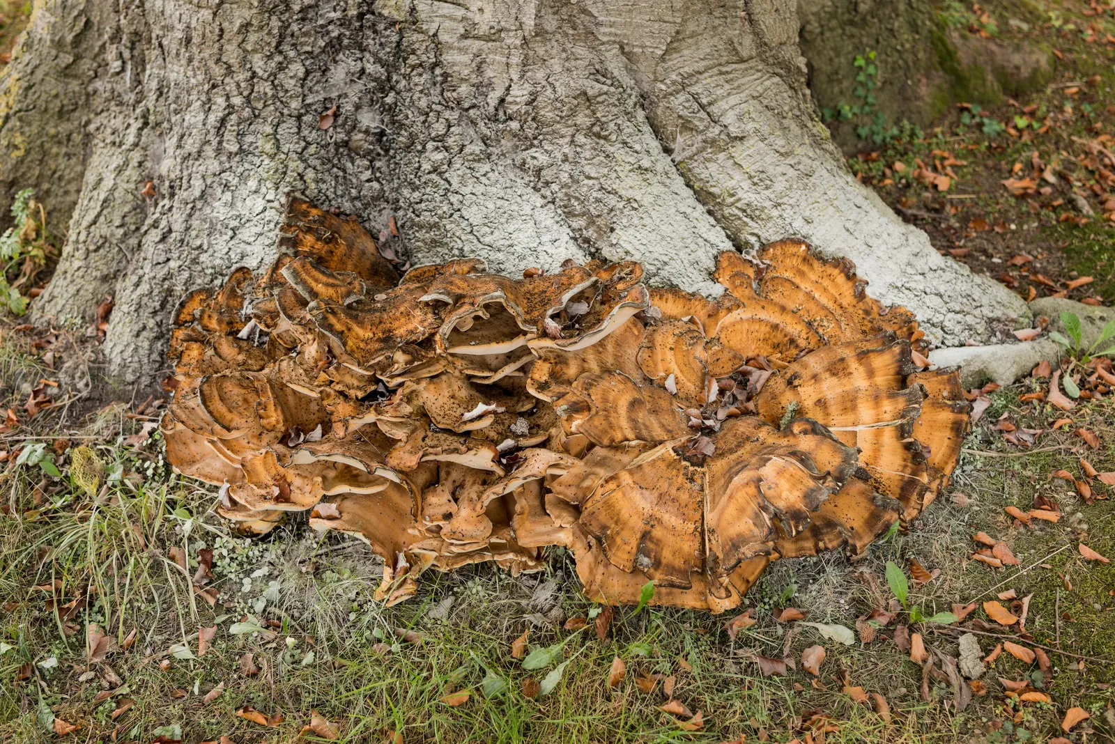 Copper Beech (Fagus Sylvatica F. Purpurea) — It is recognized for its distinctive copper-colored foliage