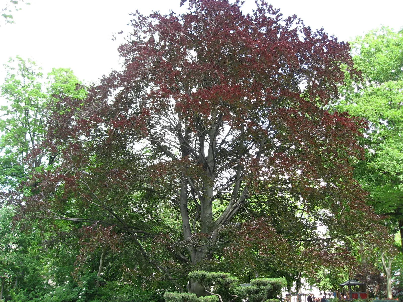 Copper Beech (Fagus Sylvatica F. Purpurea) — it's essential to account for the fact that the Copper Beech prefers well-drained