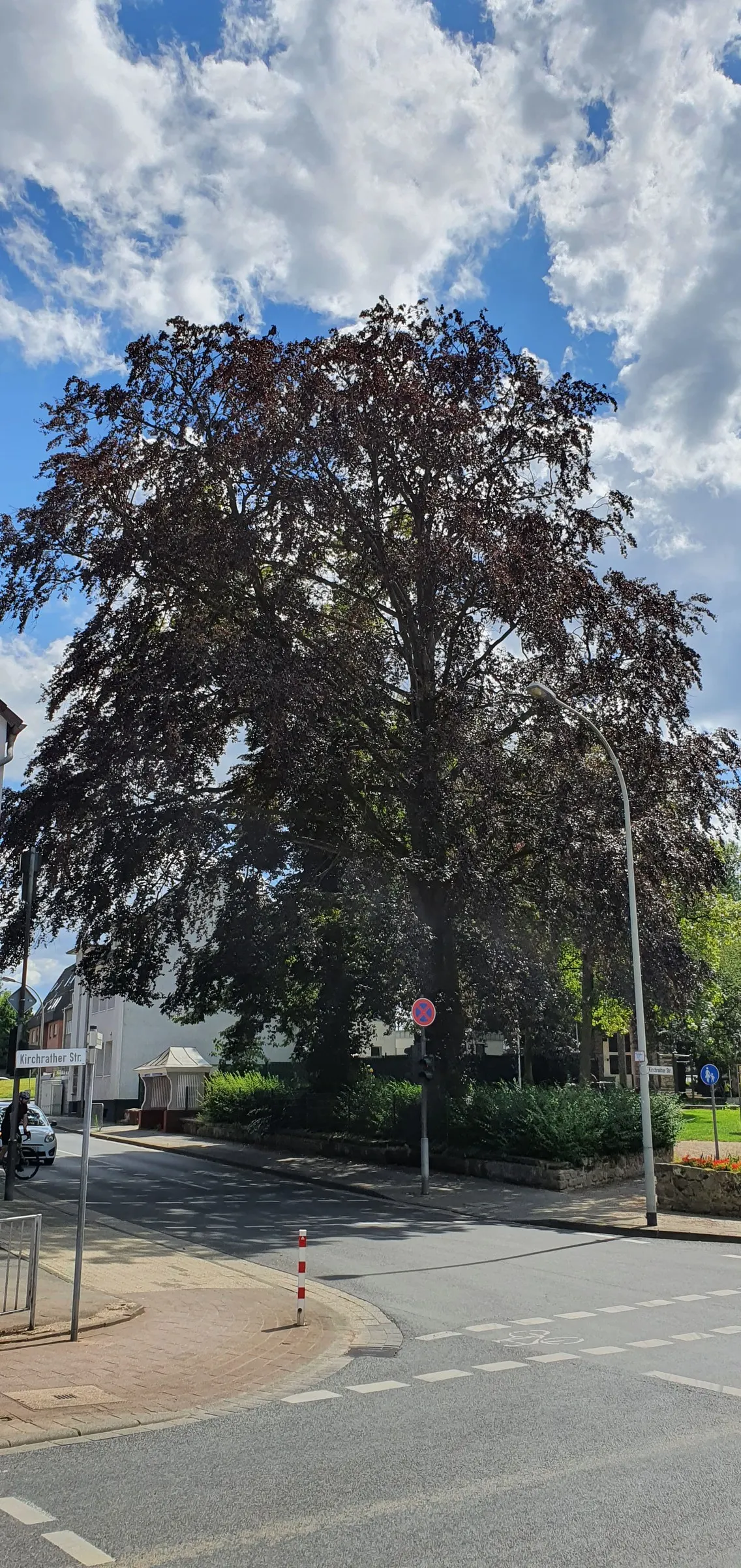 Copper Beech (Fagus Sylvatica F. Purpurea) — Its foliage is a rich purple, maturing to coppery-green