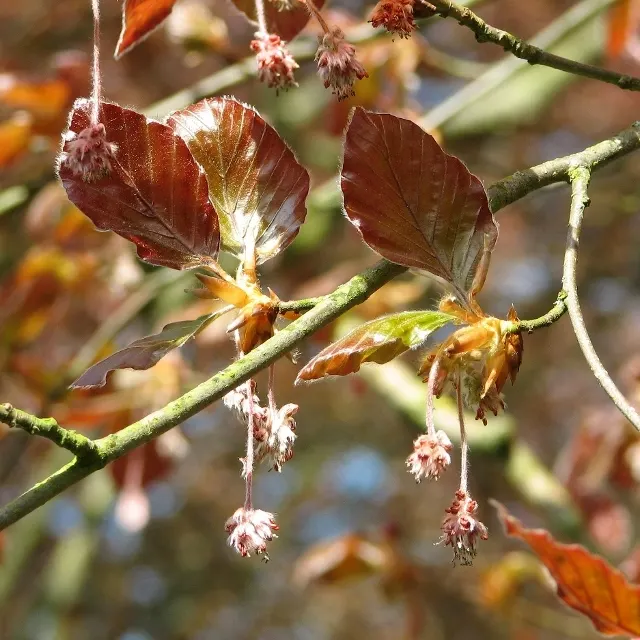 Copper Beech (Fagus Sylvatica F. Purpurea) — It is relatively disease-resistant, though it can be sensitive to beech bark disease and aphids; it is, image 87