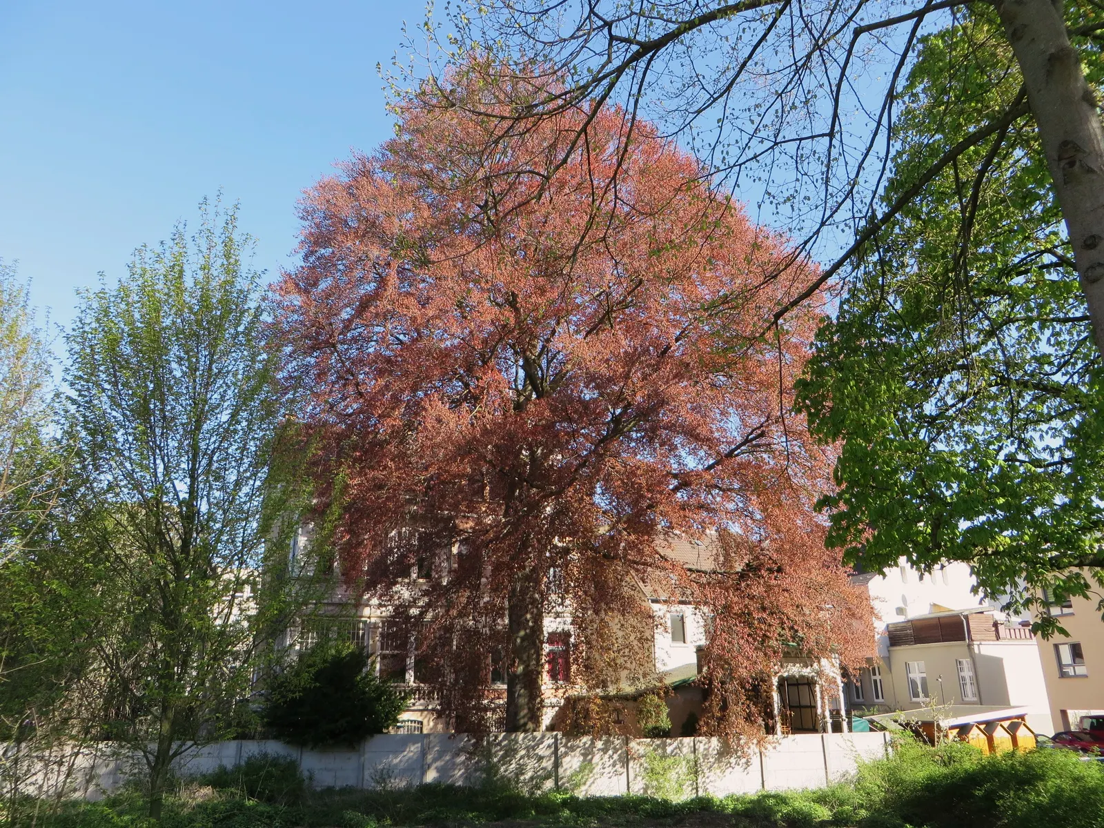 Copper Beech (Fagus Sylvatica F. Purpurea) — purpurea, is a striking deciduous tree reaching up to 60-80 feet tall with a spread of 40-60 feet; it's essential