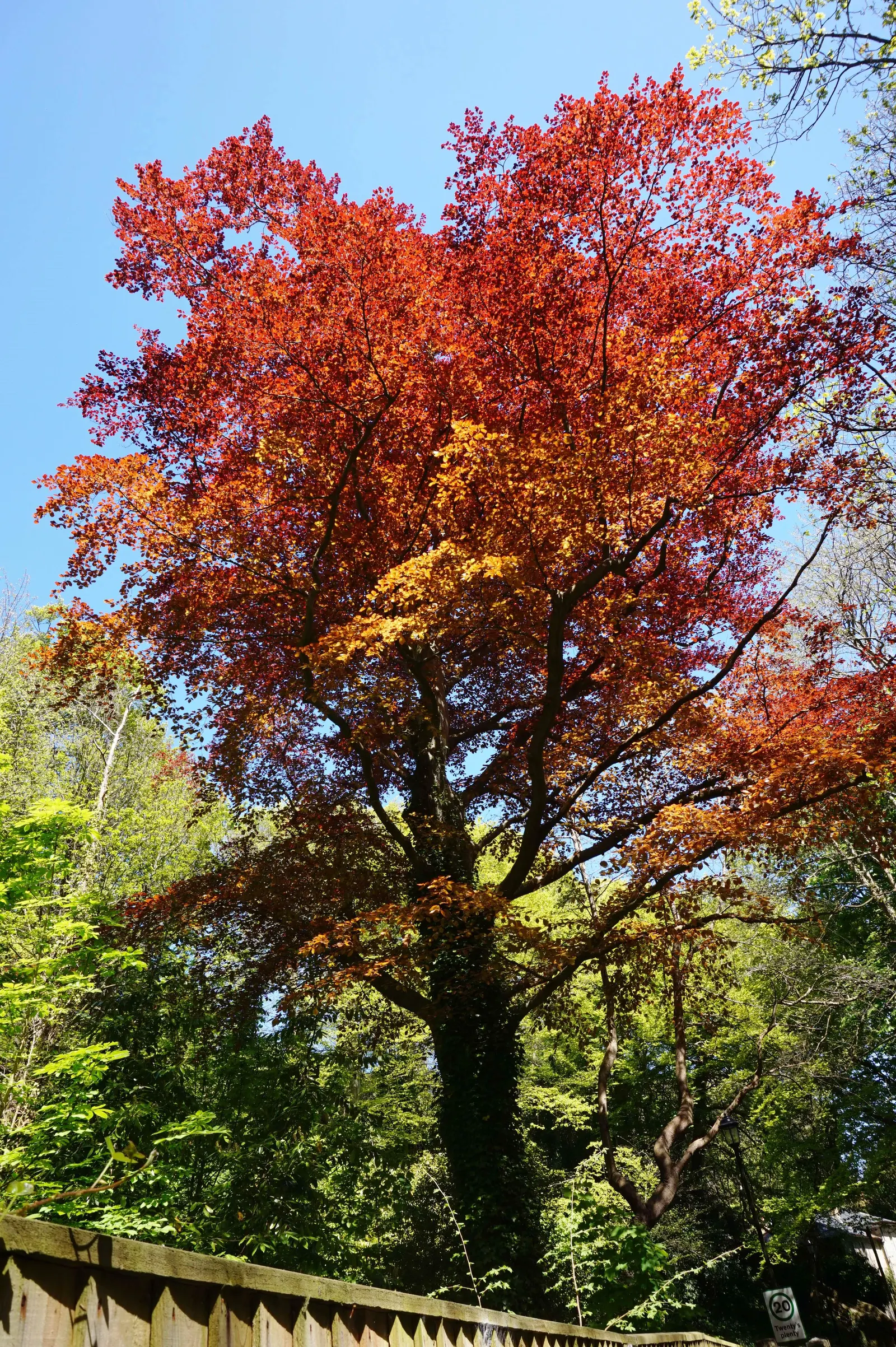 Copper Beech (Fagus Sylvatica F. Purpurea) — The Copper Beech, Fagus sylvatica f; it thrives in well-drained soil and full sun to part shade, image 93
