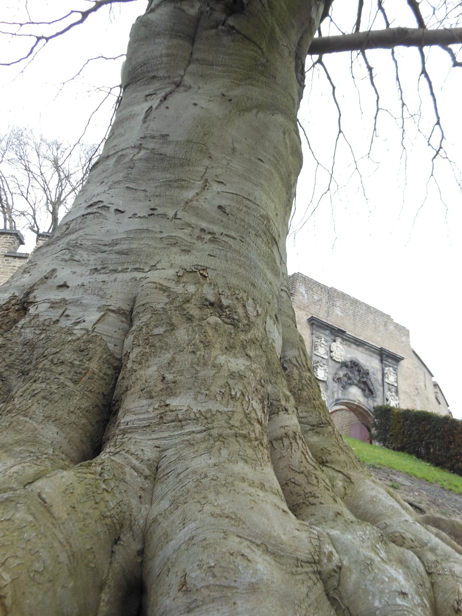 Copper Beech (Fagus Sylvatica F. Purpurea) — Its foliage is a rich purple, maturing to coppery-green; it is relatively disease-resistant, though it, image 95