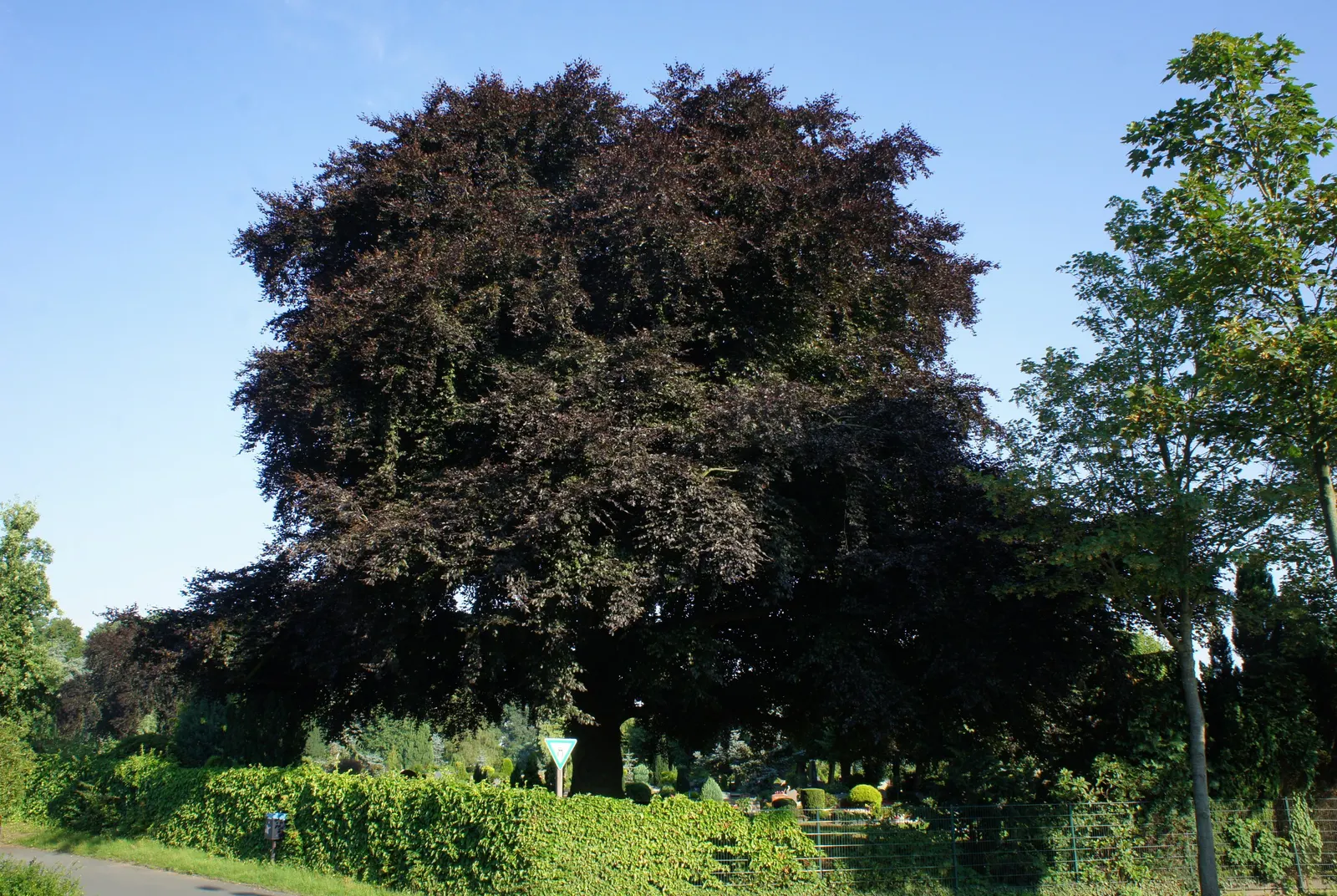 Copper Beech (Fagus Sylvatica F. Purpurea) — This majestic tree can attain a height of 50 to 60 feet with a spread of 35 to 45 feet; such as understory shrubs