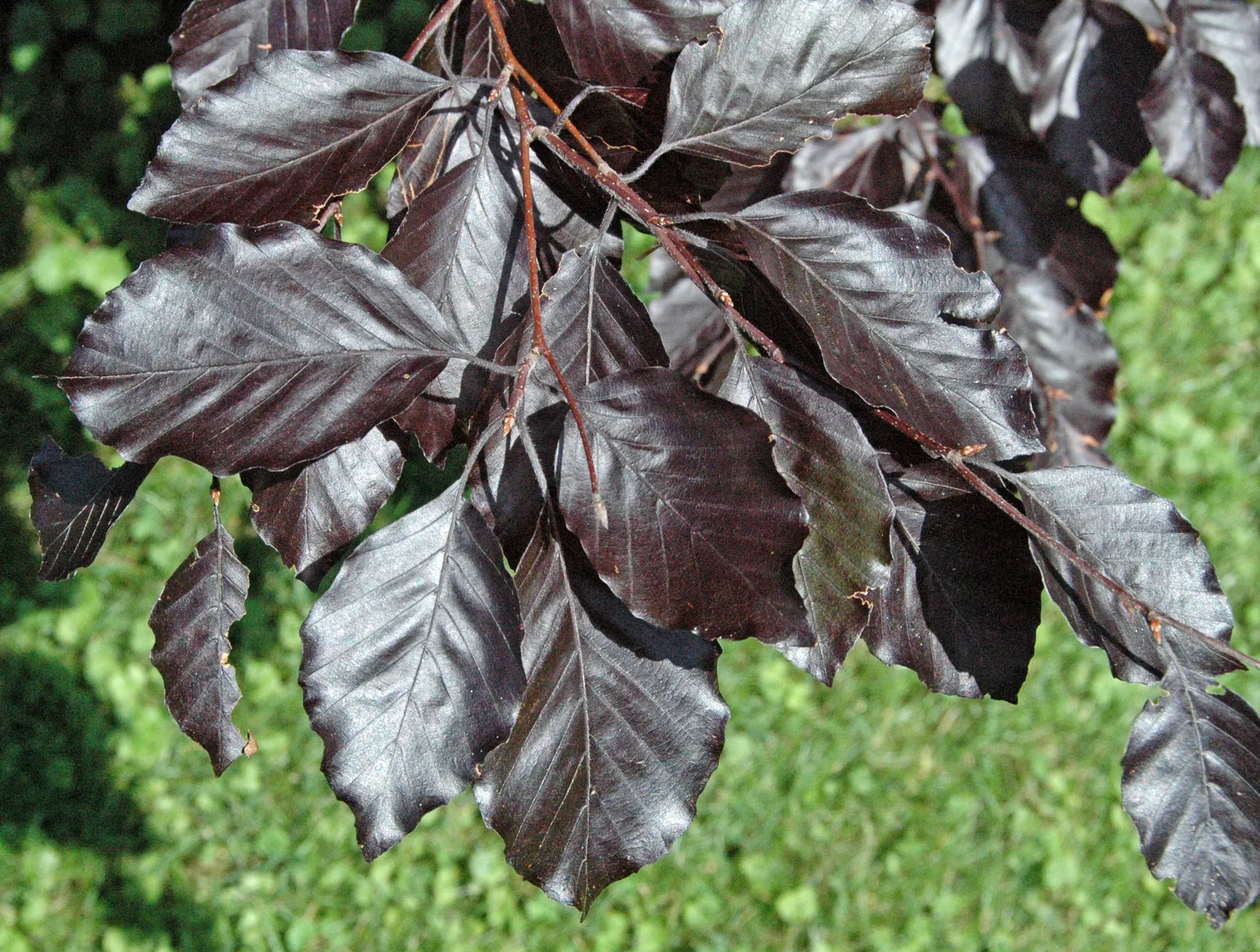 Copper Beech (Fagus Sylvatica F. Purpurea) — which emerges as a deep purple in the spring and gradually morphs into a rich coppery tone in the fall; keeping in