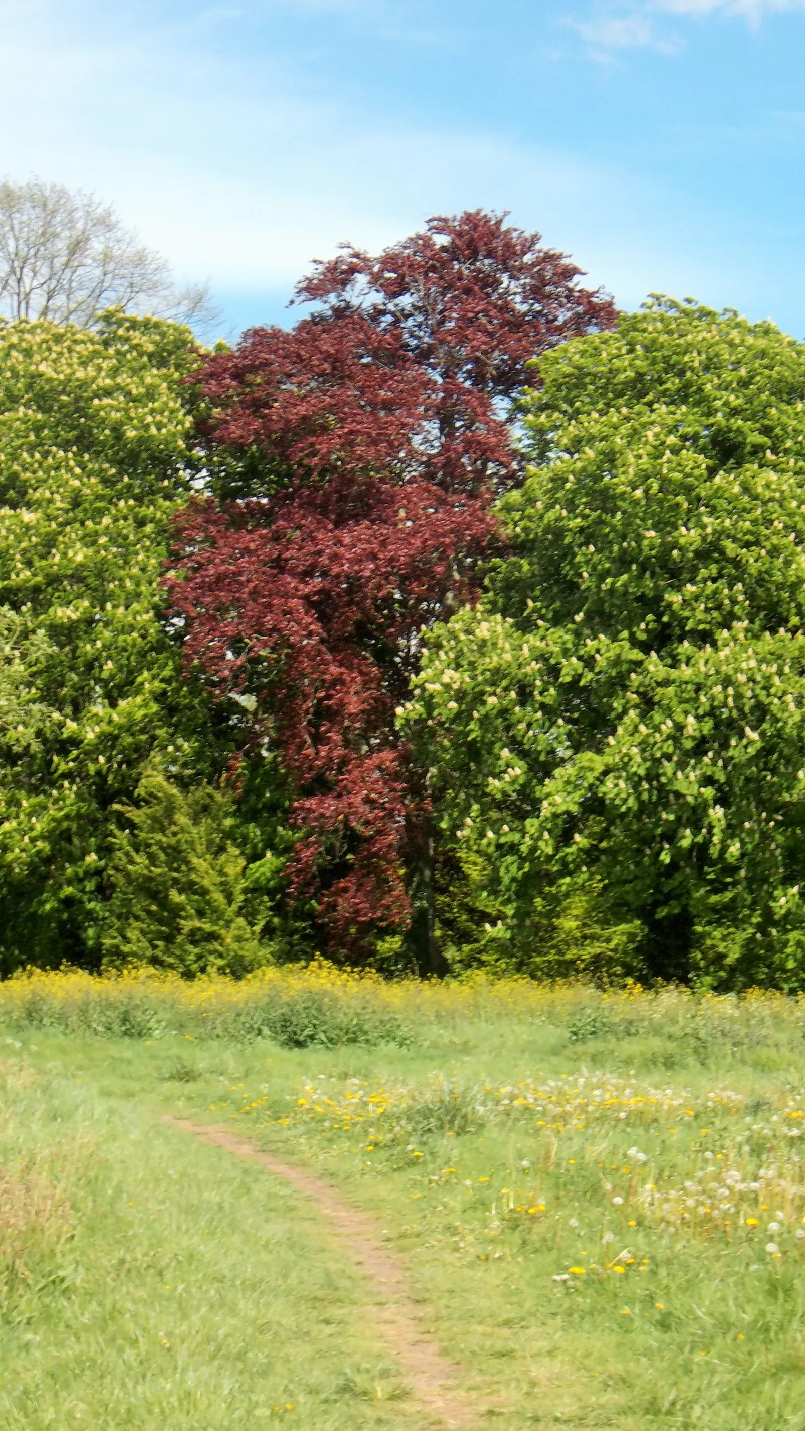 Copper Beech (Fagus Sylvatica F. Purpurea) — purpurea, is a striking deciduous tree reaching up to 60-80 feet tall with a spread of 40-60 feet, image 94