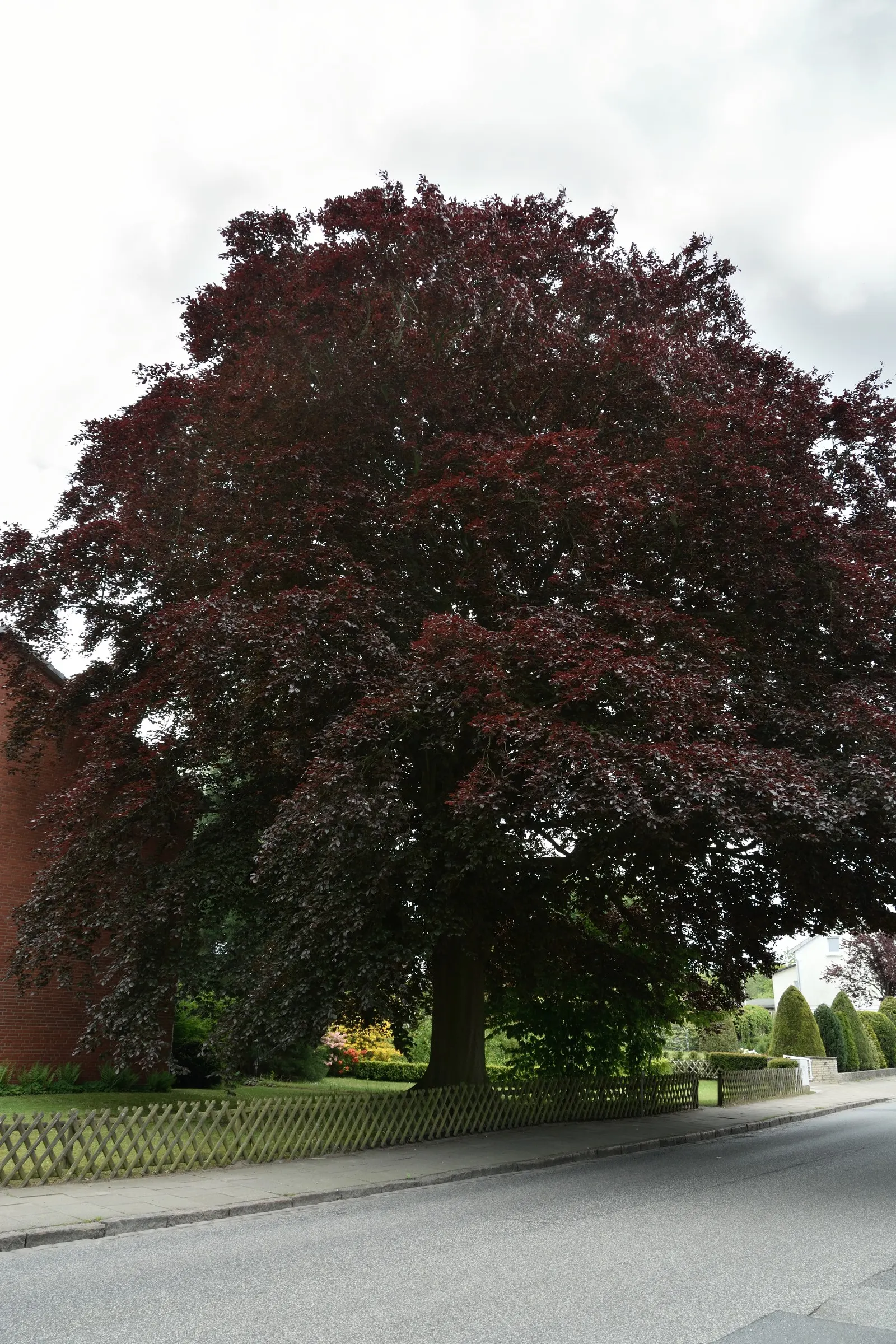 Copper Beech (Fagus Sylvatica F. Purpurea) — it thrives in well-drained soil and full sun to part shade; purpurea, is a striking deciduous tree reaching up to